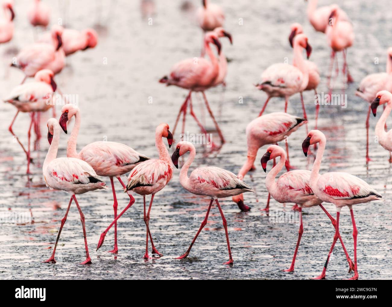 Namibia Swakopmund Pelican Point - größere und kleinere Flamingos Stockfoto