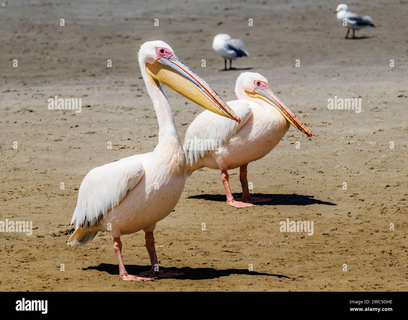 Namibia Swakopmund Walvisbay Pelican Point - Pelican's Stockfoto