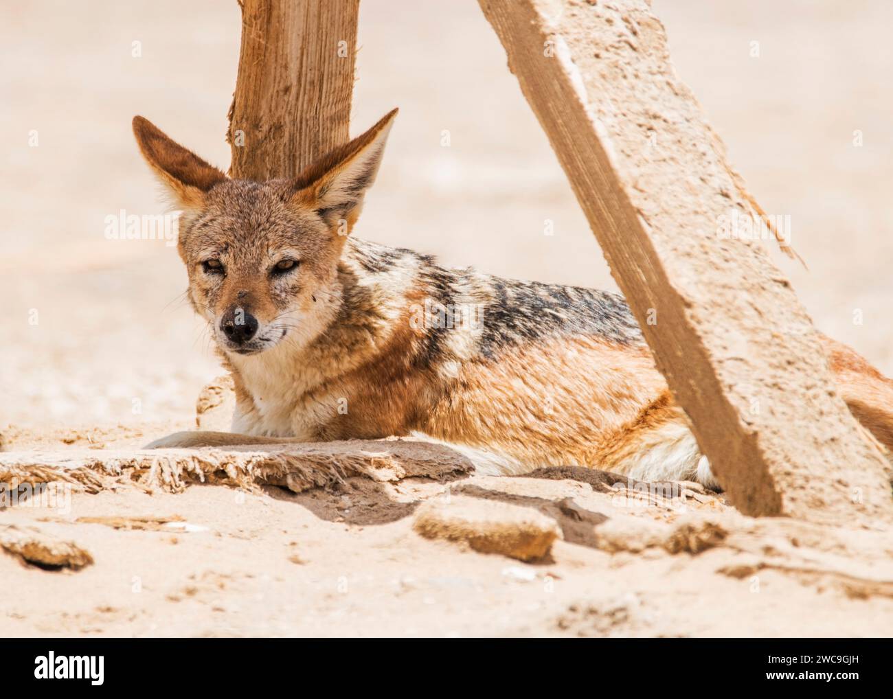 Namibia Swakopmund Pelican Point Black-Back Jackal Stockfoto