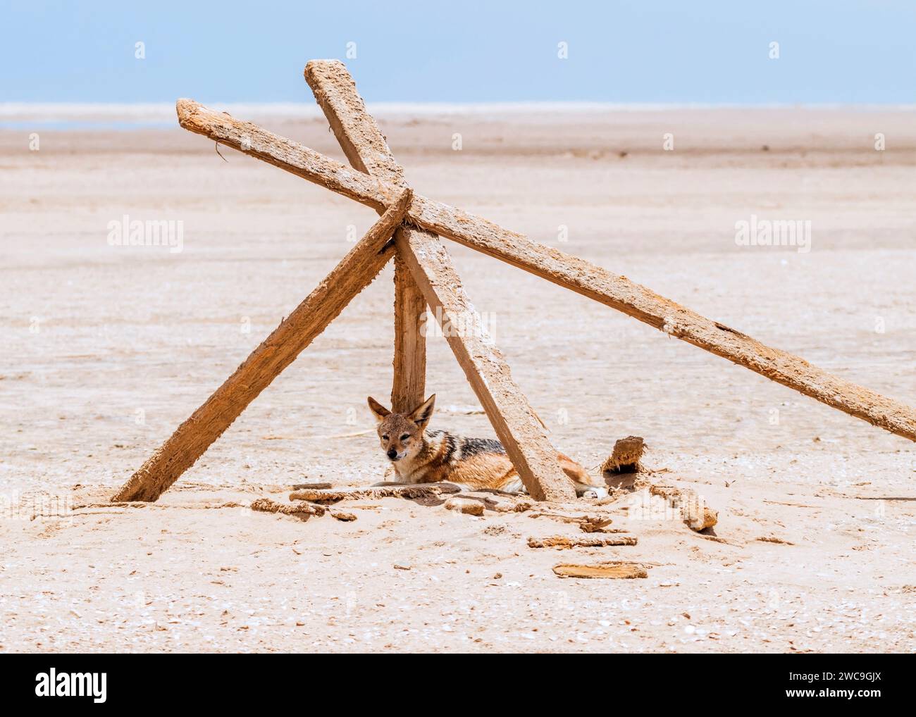 Namibia Swakopmund Pelican Point Black-Back Jackal Stockfoto