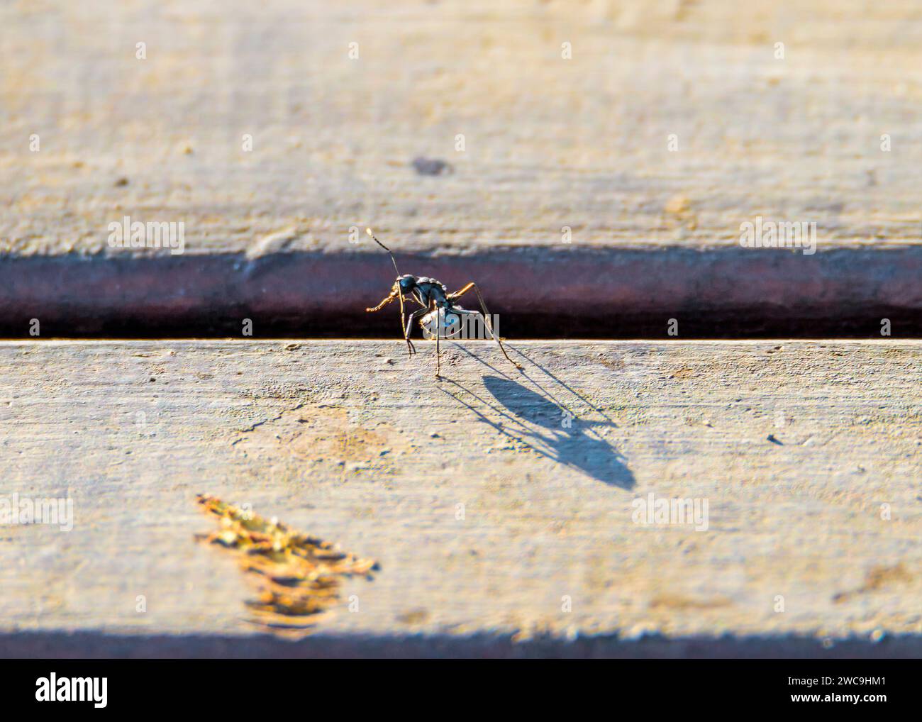 Kleiner Ant Riesen Schatten Stockfoto