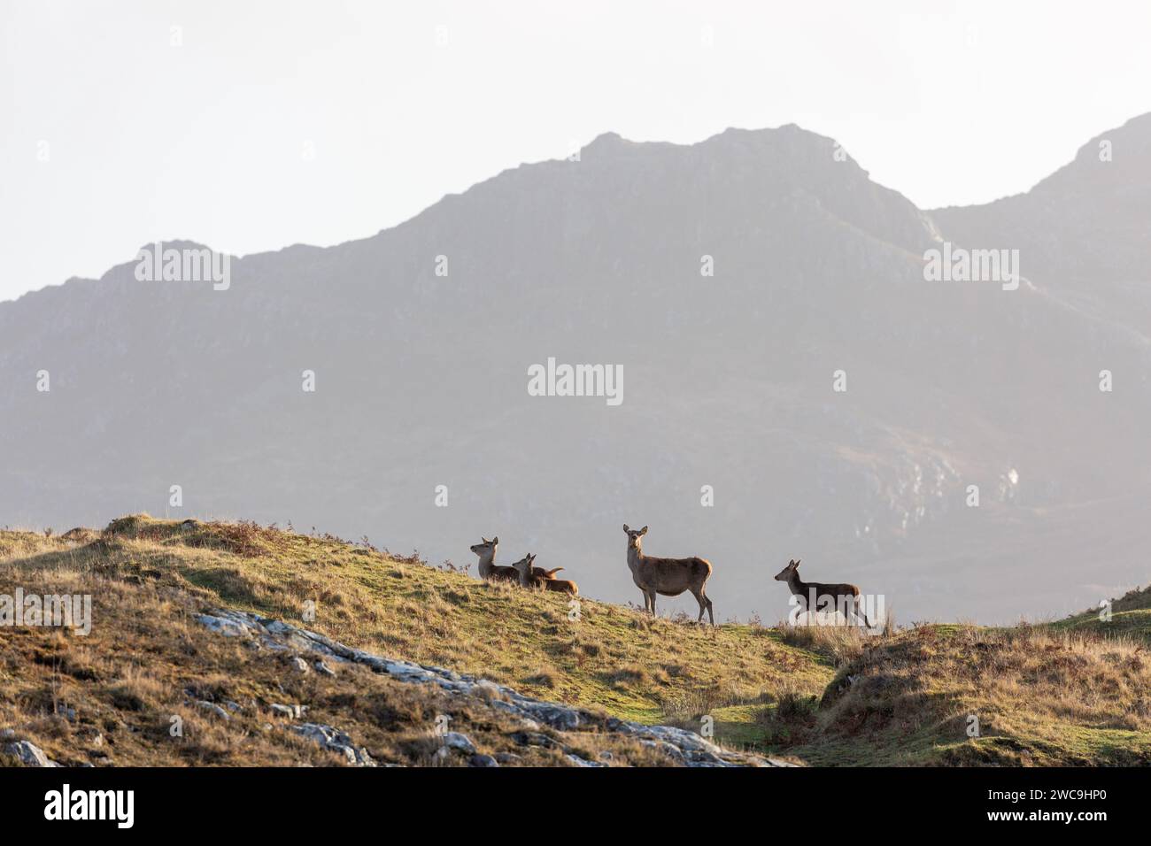 Rotwild auf einem Bergrücken auf der Ardnamurchan Peninsula, Lochaber, Highland, Schottland Stockfoto