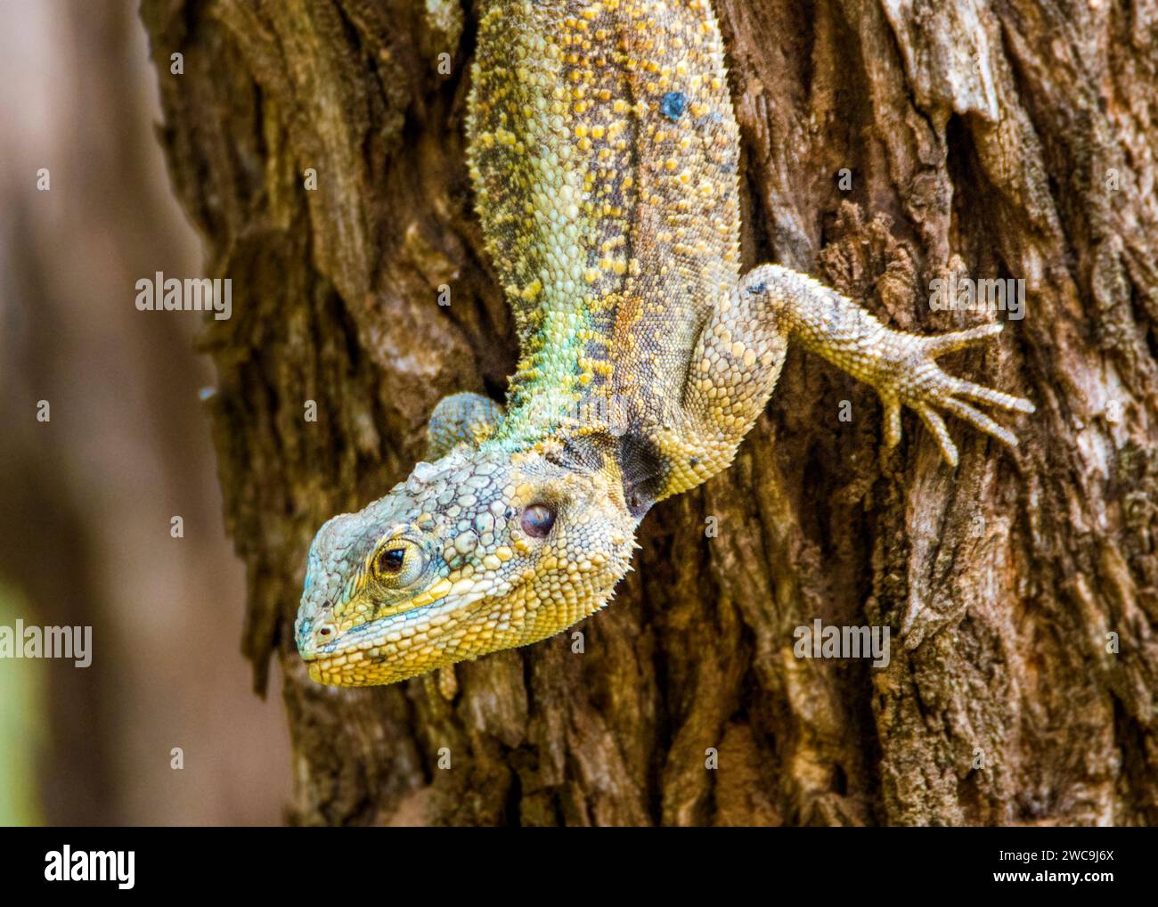 Southern Tree Agama Kruger Nationalpark Südafrika Stockfoto