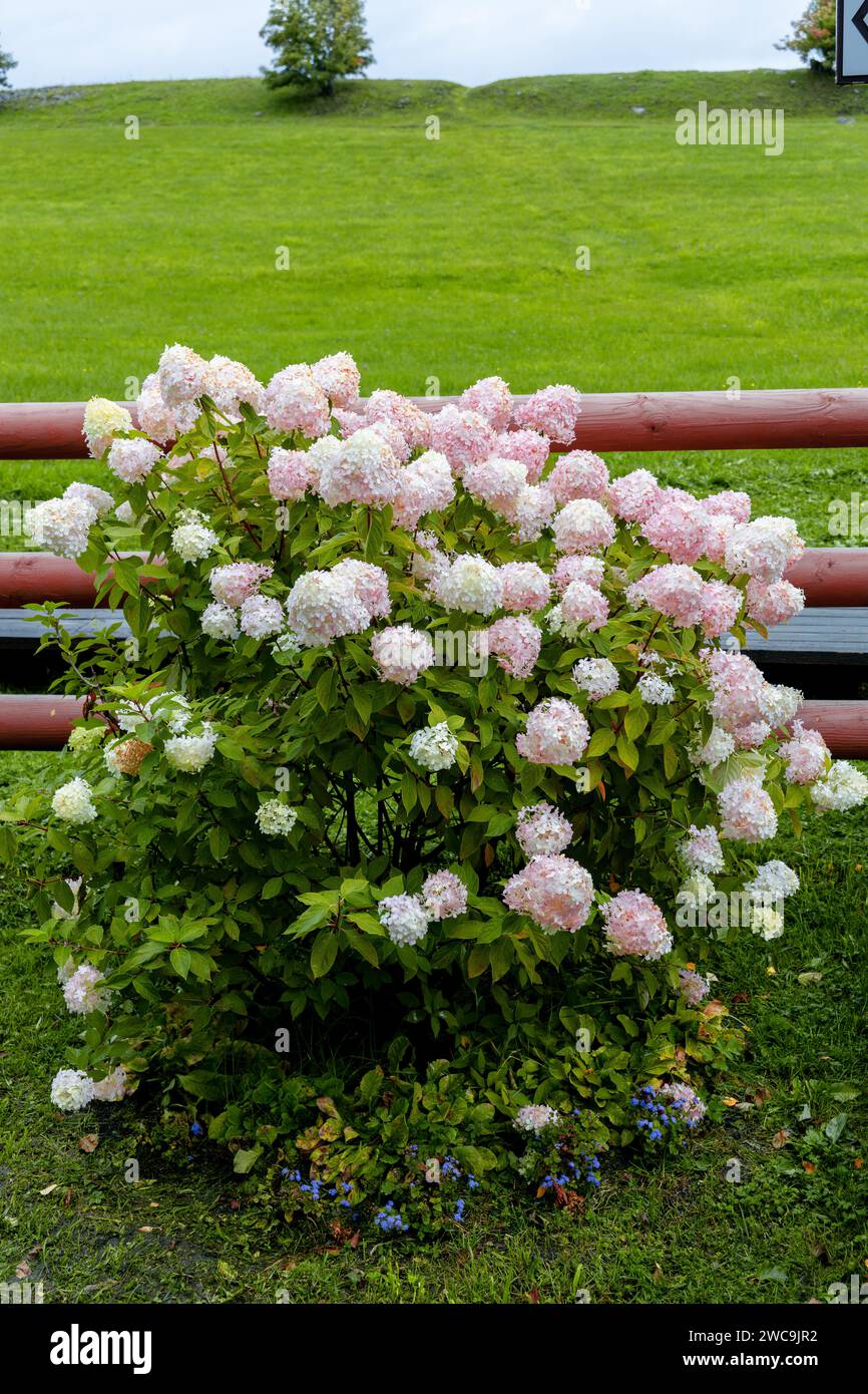 Hortensia paniculata Vanille Fraise auf einem Stamm Stockfoto
