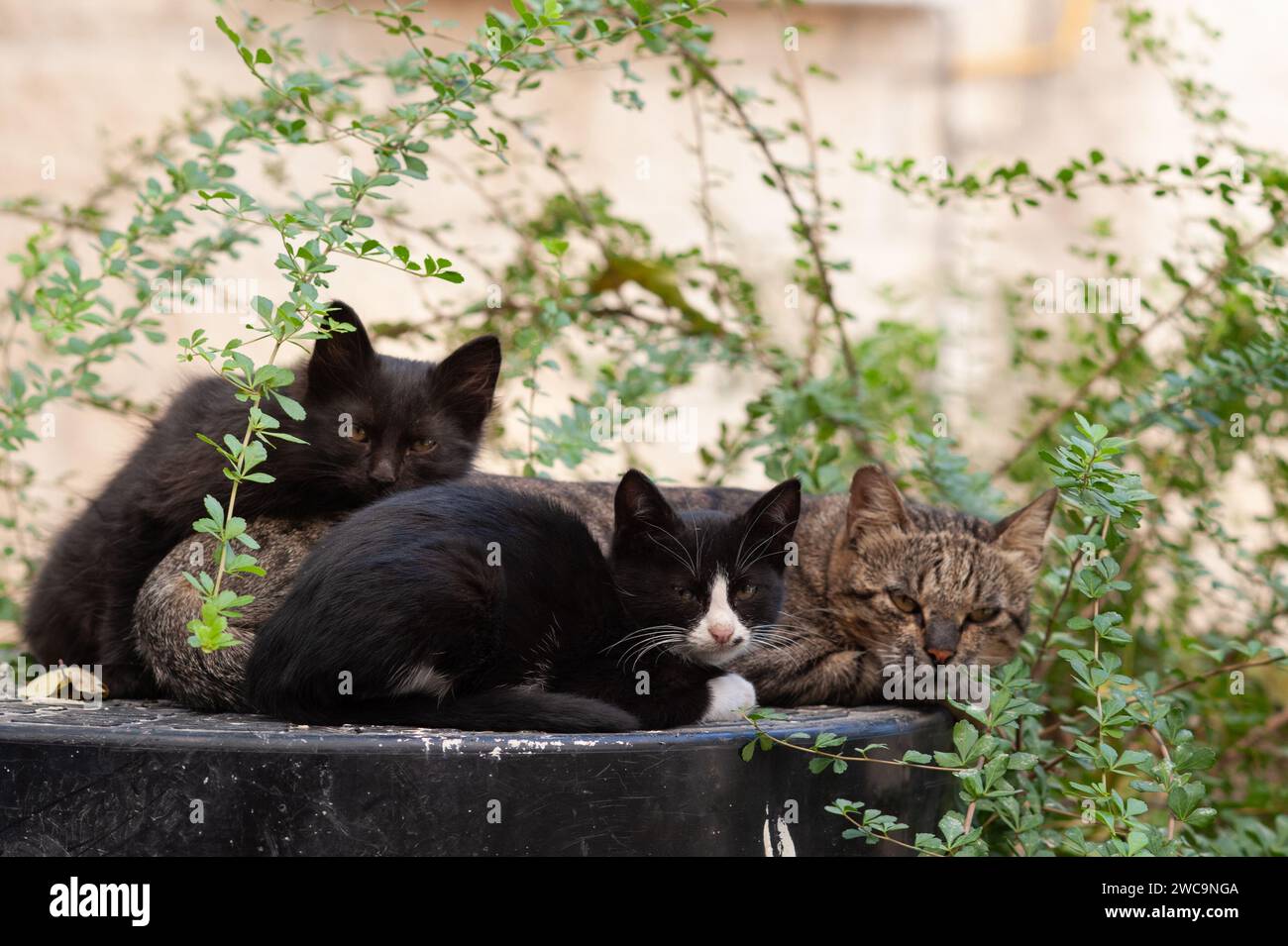 Eine wilde, tigergestreifte Mutterkatze und zwei schwarze Kätzchen ruhen mit wachsamen Augen zwischen Büschen in einem Jerusalemer Garten. Stockfoto