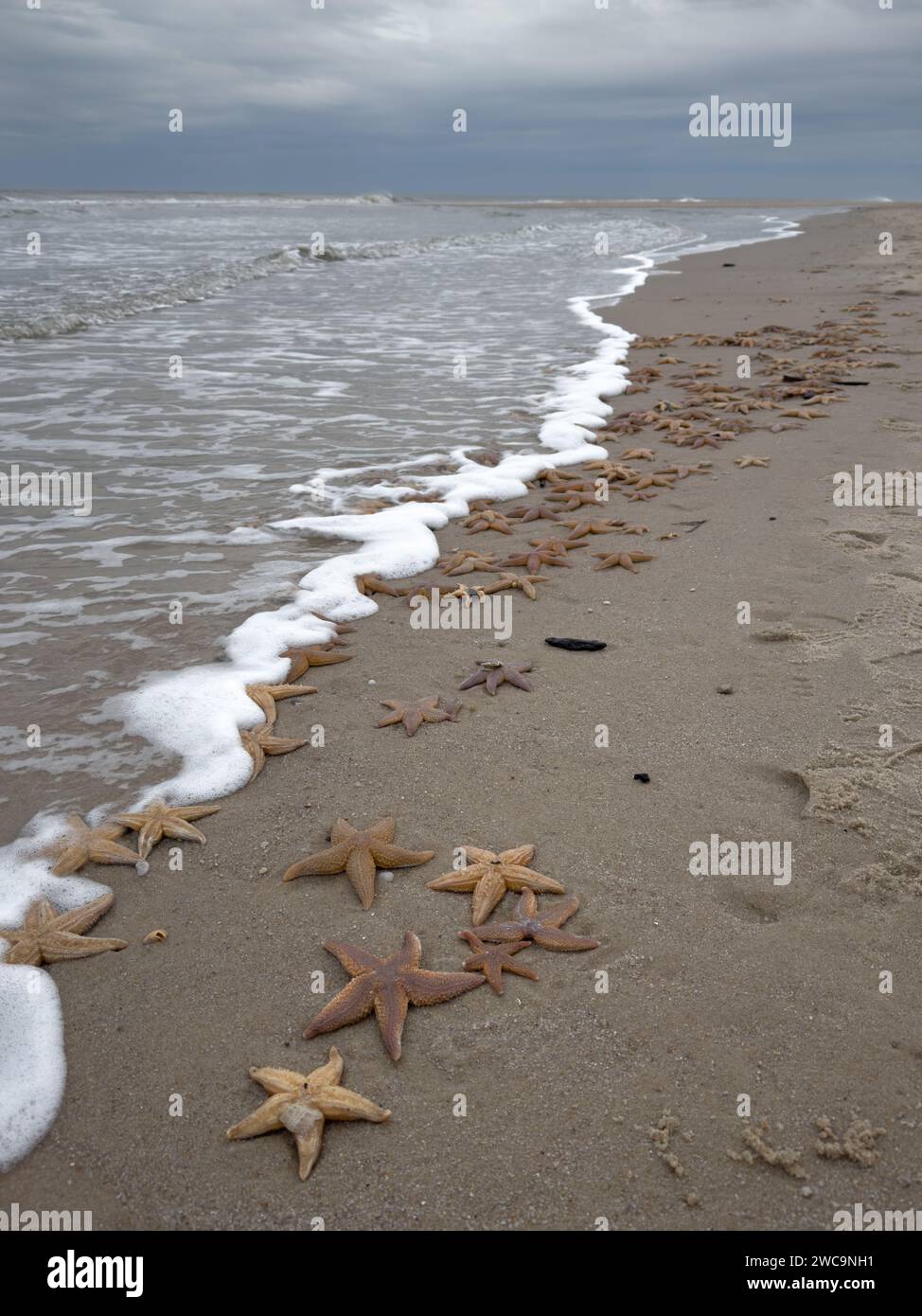 Eine Fülle von lebhaften Seesternen verstreut über den Sandstrand, die einen herrlichen Anblick vor der Kulisse des glitzernden Meerwassers schaffen Stockfoto