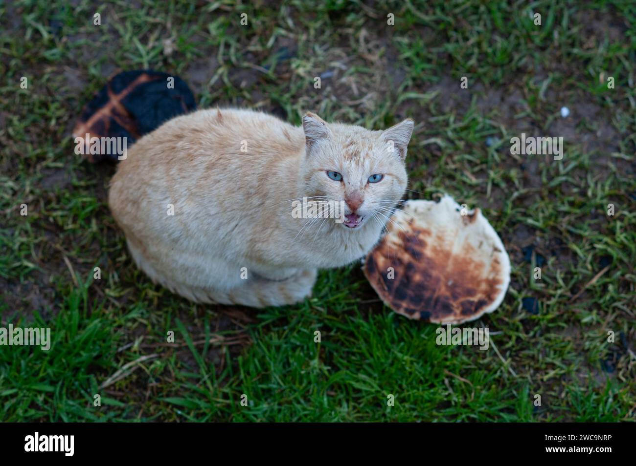 Cremefarbene, isolierte, ausgewachsene Wildkatze mit großen blauen Augen steht Wache und weint über weggeworfenes, verbranntes Pitabrot. Stockfoto