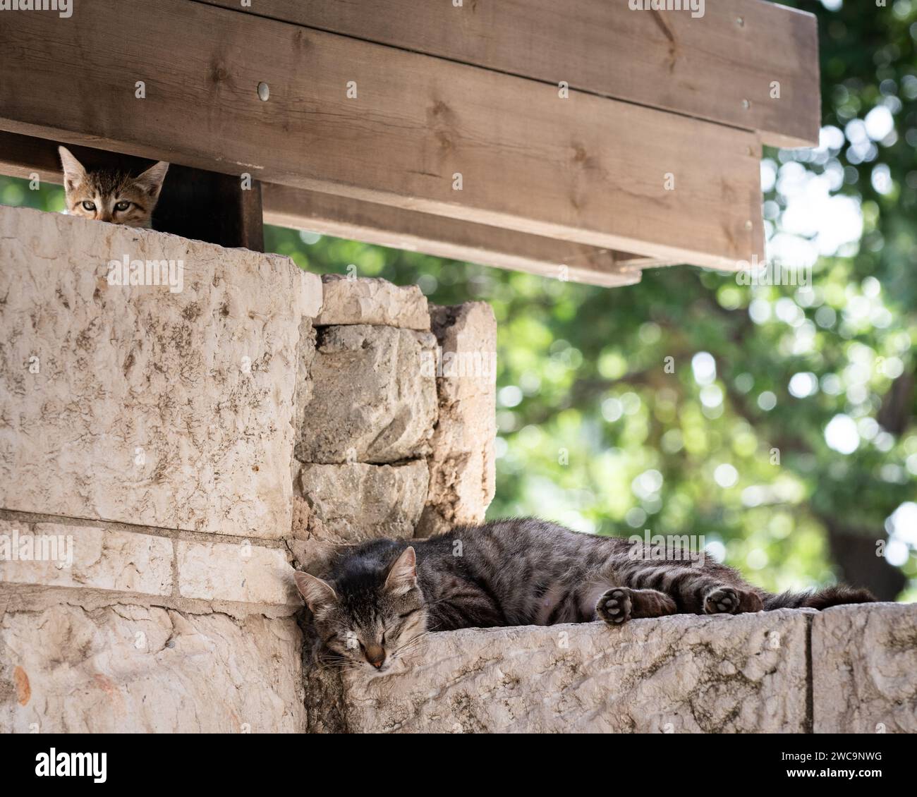 Eine Erwachsene, wilde Straßenkatze aus Jerusalem macht ein Nickerchen auf einer Steinmauer, während ein junges Kätzchen auf den Fotografen blickt. Stockfoto