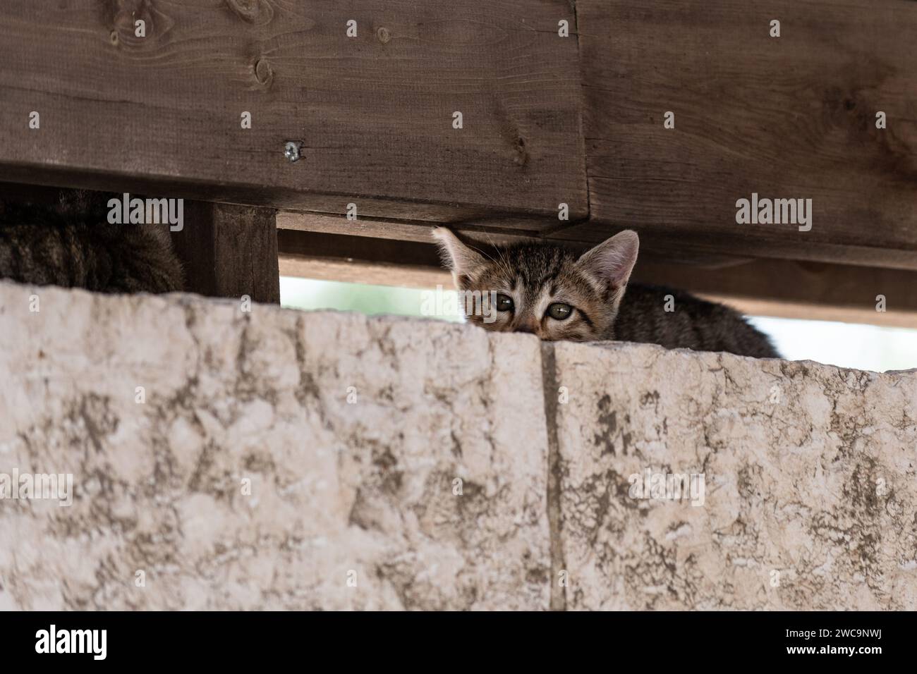 Winziges, graues Tigerstreifen-Kätzchen findet Unterschlupf auf einer Steinmauer unter einem Holzbalken. Stockfoto