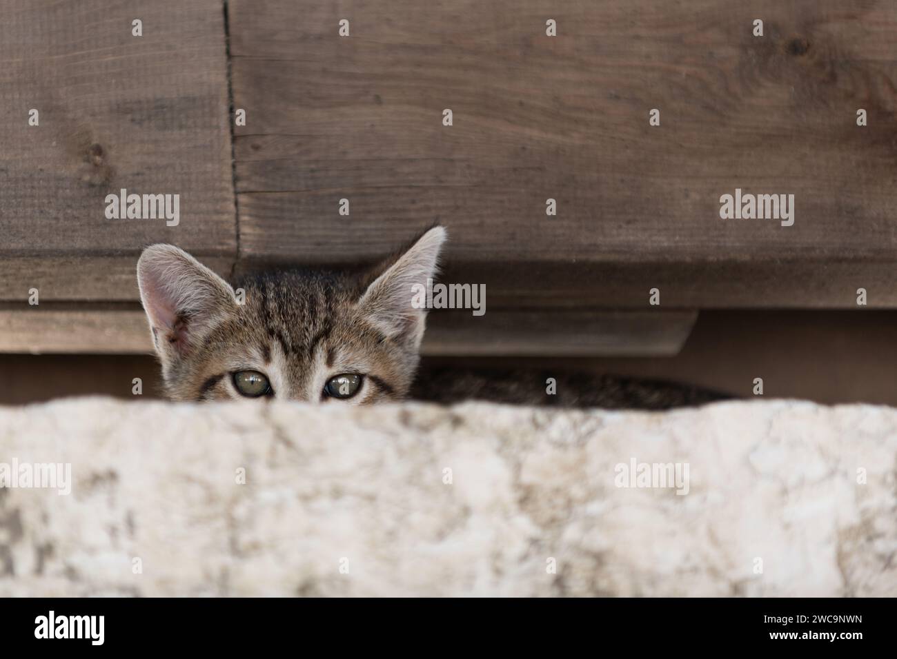 Winziges, graues Tigerstreifen-Kätzchen findet Unterschlupf auf einer Steinmauer unter einem Holzbalken. Stockfoto