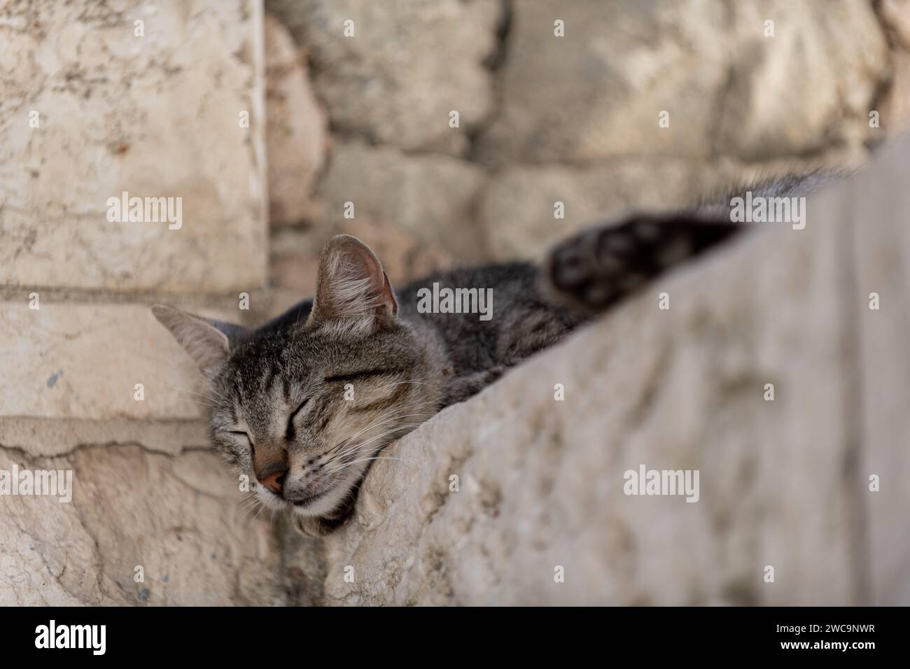 Erwachsene, wilde Straßenkatze aus Jerusalem legt ihren Kopf während einer Siesta am Nachmittag auf eine Steinmauer. Stockfoto