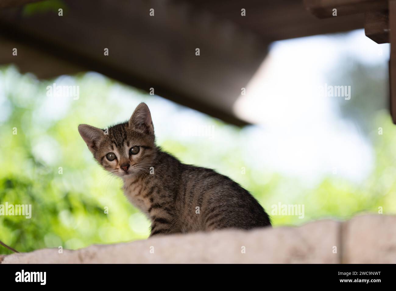 Porträt eines niedlichen und neugierigen, grau-schwarzen, Tigerstreifen-Kätzchens, das hoch auf einer Steinmauer sitzt. Stockfoto