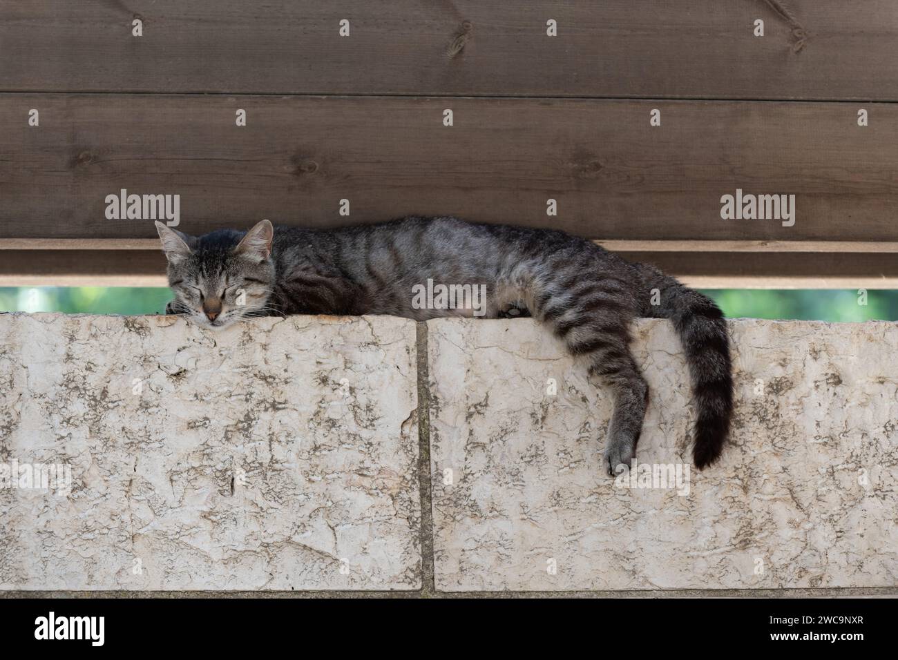 Erwachsene, wilde Straßenkatze aus Jerusalem legt ihren Kopf während einer Siesta am Nachmittag auf eine Steinmauer. Stockfoto
