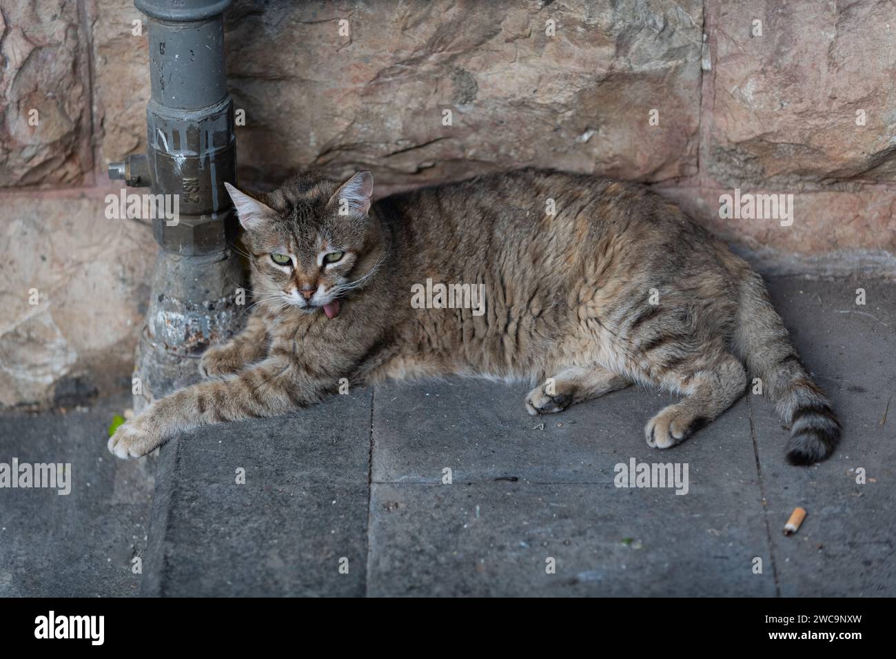 Wilde Jerusalem Straßenkatze Zunge hängt heraus, ein Symptom von Stomatitis, einer schmerzhaften Krankheit, die schwere Entzündung des gesamten Mundes verursacht. Stockfoto