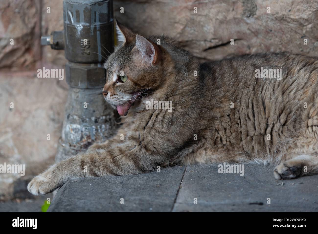 Wilde Jerusalem Straßenkatze Zunge hängt heraus, ein Symptom von Stomatitis, einer schmerzhaften Krankheit, die schwere Entzündung des gesamten Mundes verursacht. Stockfoto