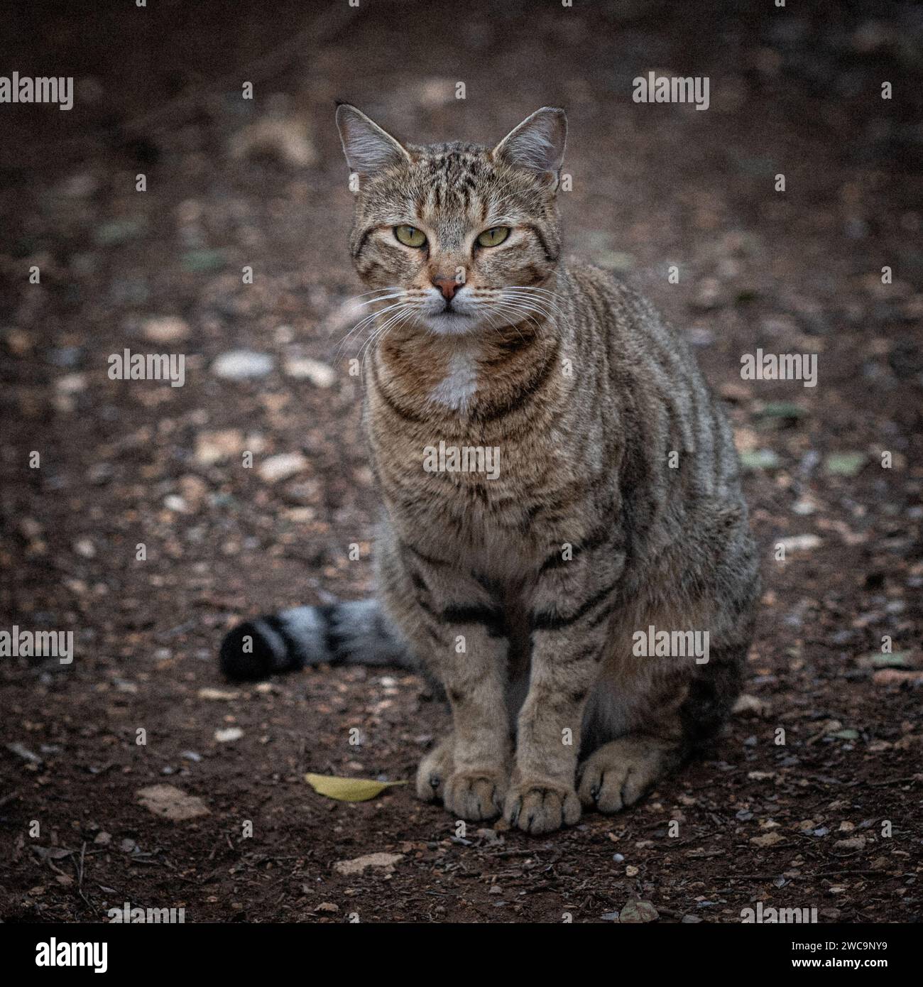 Nahaufnahme Porträt einer grauen und schwarzen, ausgewachsenen, wilden Straßenkatze mit großen gelben Augen und einem abgeschnittenen linken Ohr, um die Kastration oder Kastration zu markieren. Stockfoto