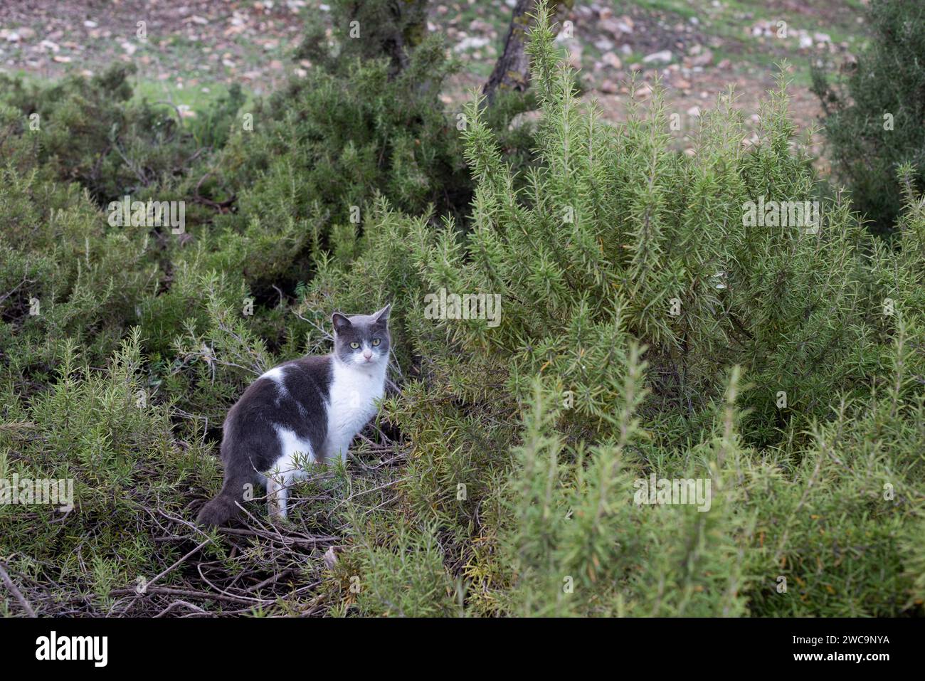 Isolierte, grau-weiße, ausgewachsene, wilde Straßenkatze aus Jerusalem spaziert durch einen städtischen Garten mit Bäumen und Sträuchern. Stockfoto