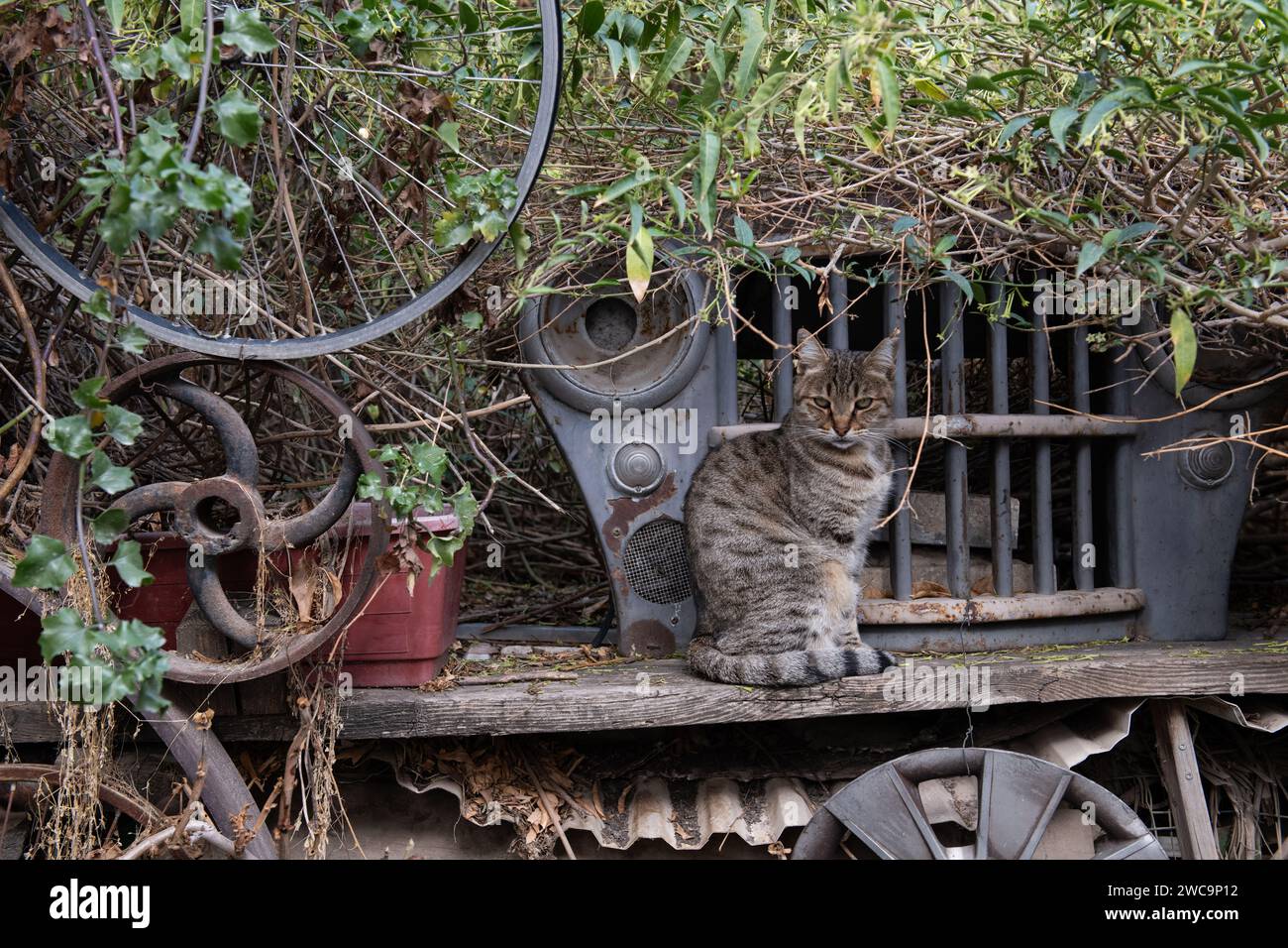 Grau und schwarz, Tigerstreifen, wilde, Jerusalem Straßenkatze sitzt aufrecht auf einem Holzregal, umgeben von Pflanzen und antiken Metallgegenständen. Stockfoto