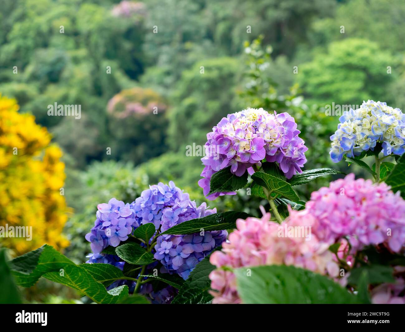 Wunderschöne Blume, Hortensie Blumen, Hortensie Macrophylla blüht im Garten. Lila, blau und rosa Farben der Hortensie mit grünen Blättern im Stockfoto