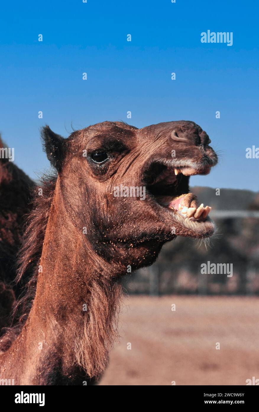 Kamel nervt mit offenem Mund und seinen Zähnen Saudi-Arabien Stockfoto