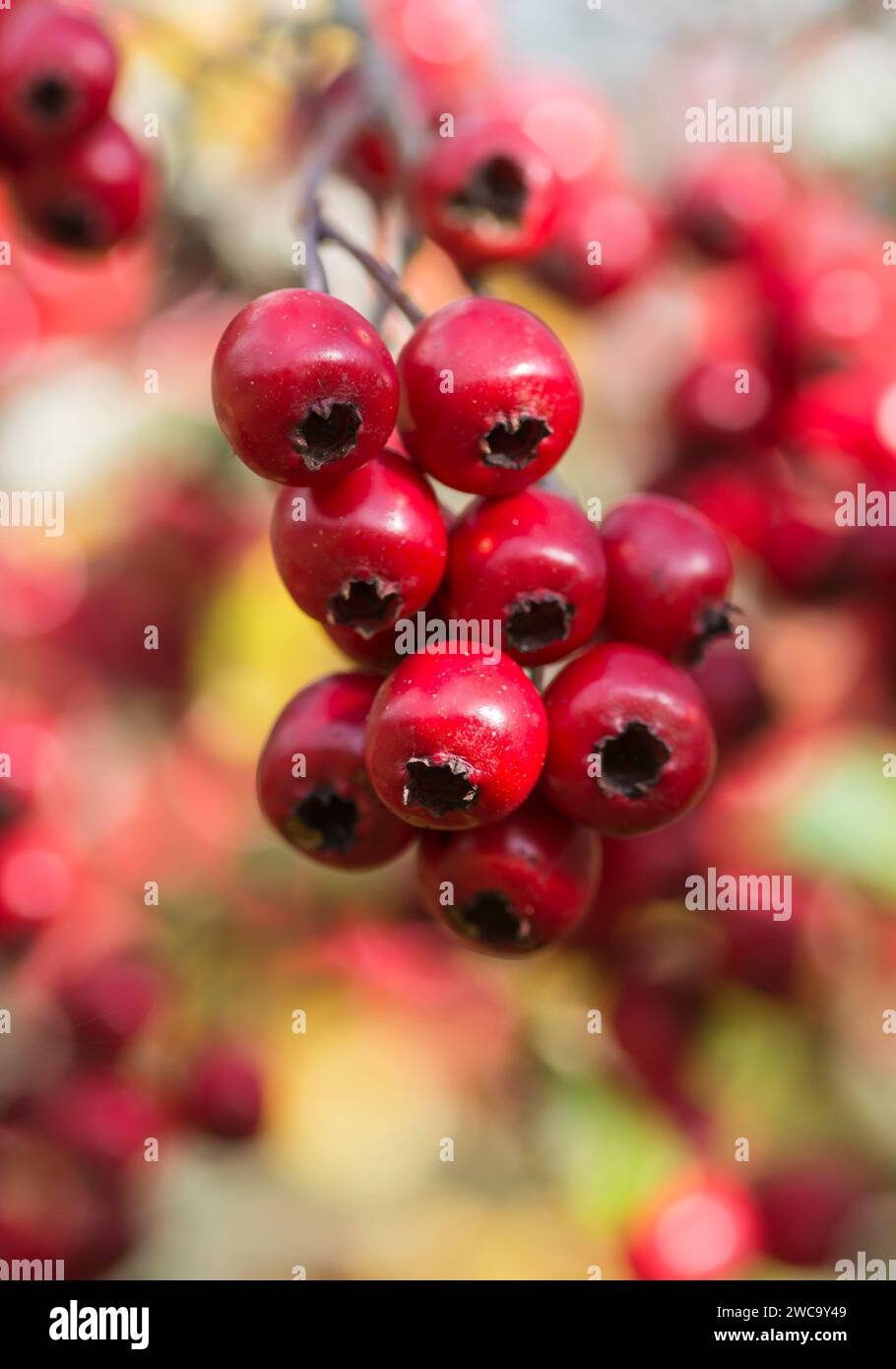 Weißdornbeeren Crategus monogyna, ein sonnendurchfluteter Haufen, Oktober Stockfoto