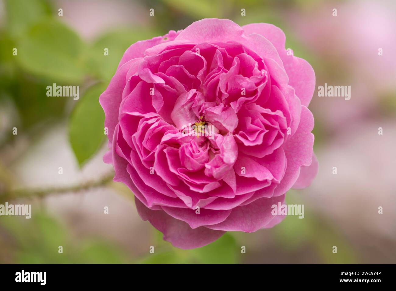 Rose, Rosa 'Harlow Carr', einzelner Blumenkopf einer rosafarbenen Rosenblüte mit gelben Stamen in der Mitte Stockfoto