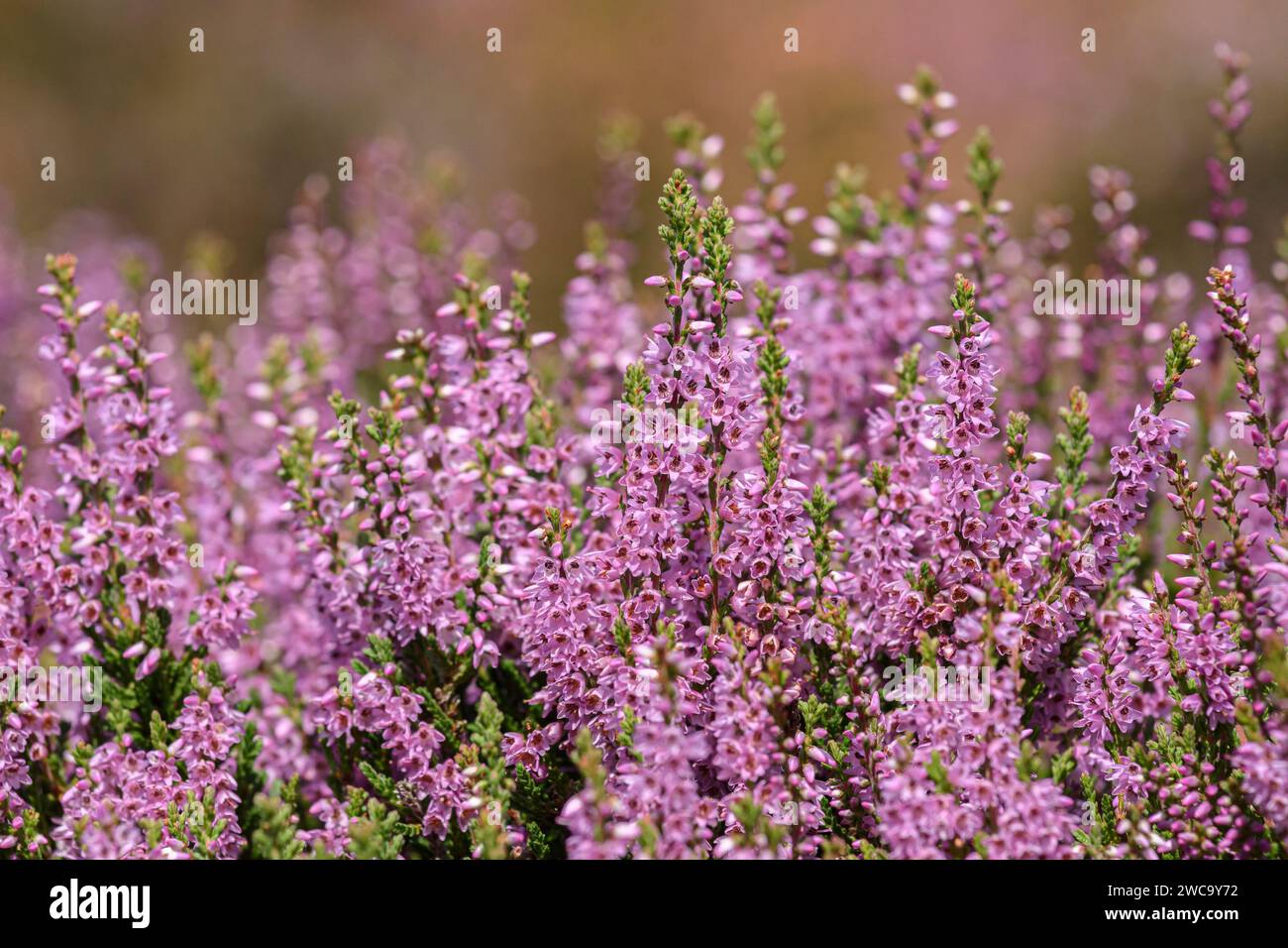 Ling Calluna vulgaris, Heidekraut, dichter Unterstrauch, hohe Spitzen tragen kleine rosa Blüten, weit verbreitet und lokal reichlich vorhanden, North Yorkshire Moors, August, Stockfoto