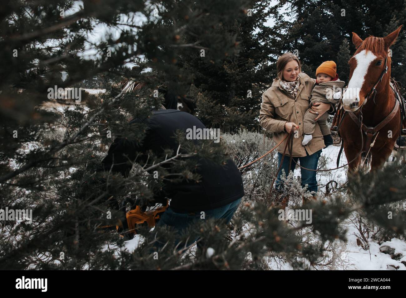 Dad schneidet den weihnachtsbaum, während Mama und Baby zusehen Stockfoto