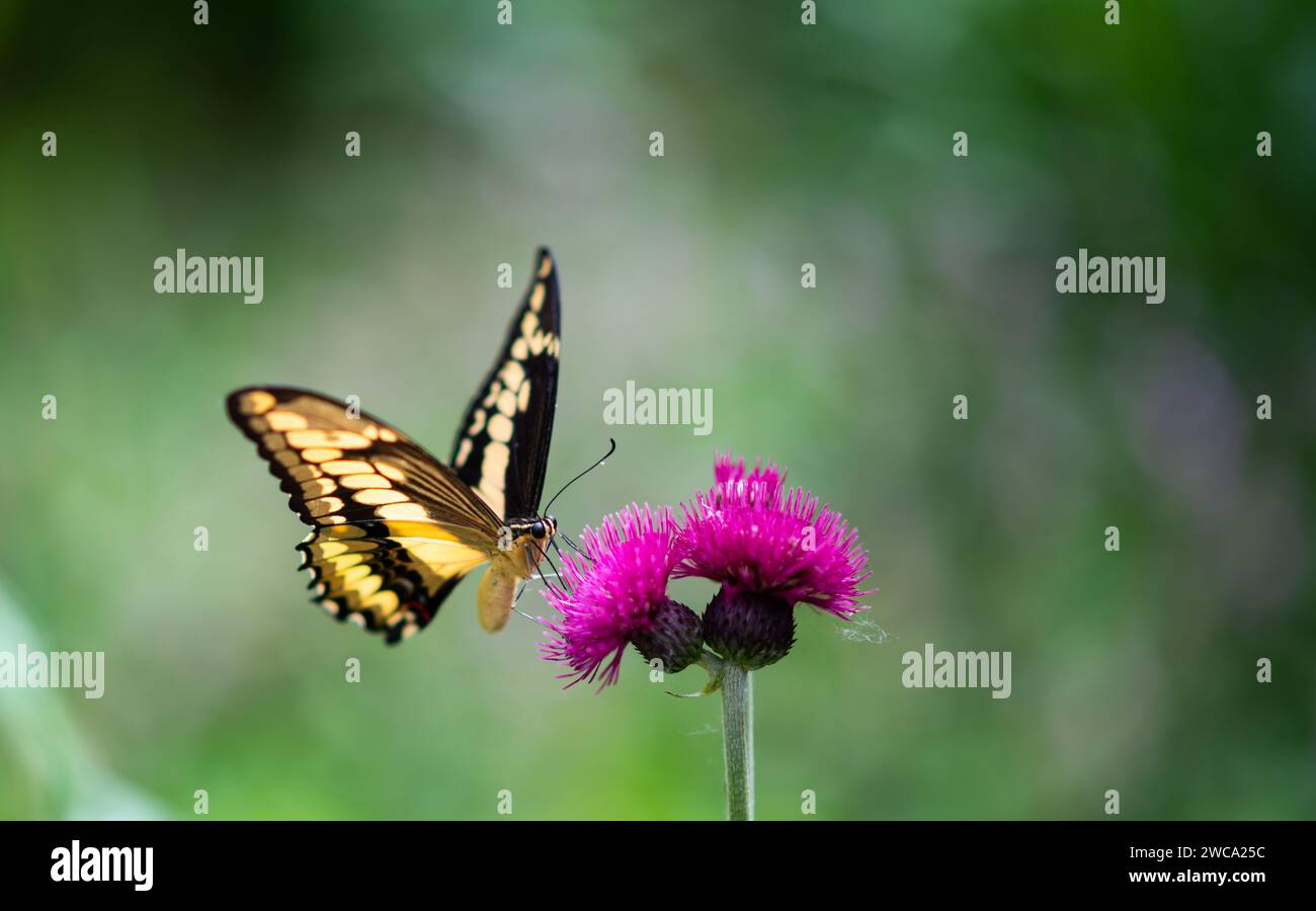 Monarch-Schmetterling Suche nach Nektar auf einer Blume Stockfoto