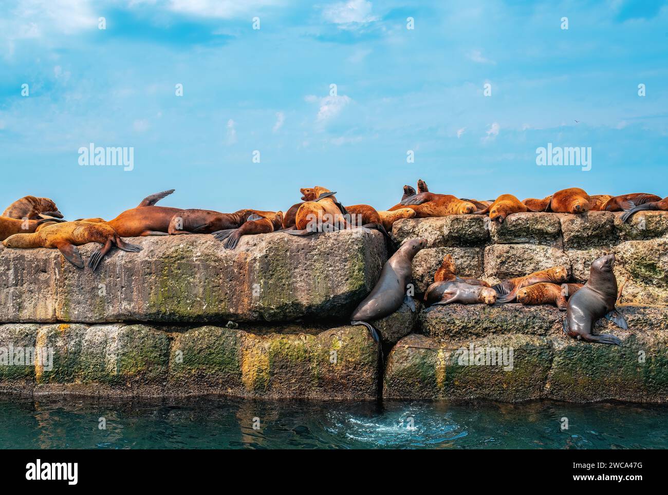 Die Kolonie der Steller Seelöwen. Gruppe von nördlichen Seelöwen auf dem Wellenbrecher im Meer. Nevelsk Stadt, Sachalin Insel, Russland Stockfoto