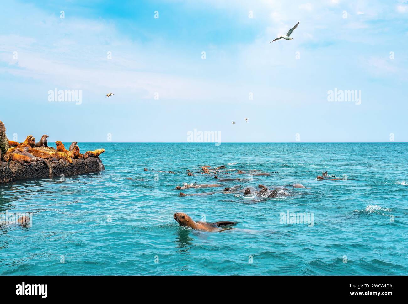 Die Kolonie der Steller Seelöwen. Gruppe von nördlichen Seelöwen auf dem Wellenbrecher im Meer. Nevelsk Stadt, Sachalin Insel, Russland Stockfoto