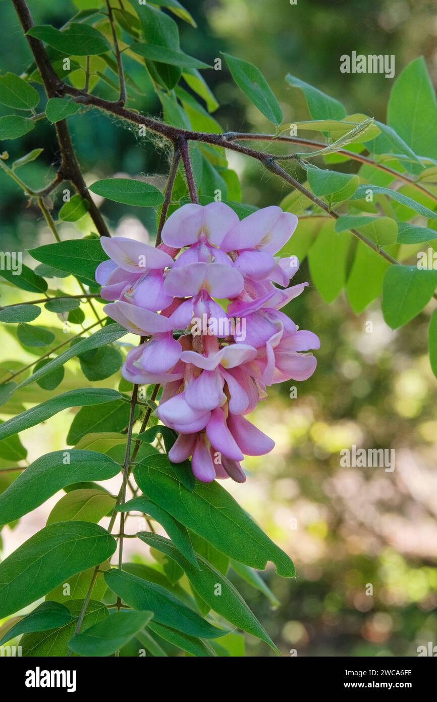 Akazienblüten wachsen an der Küste. Sommerlandschaften auf Reisen. Violett blühende Blüten. Stockfoto