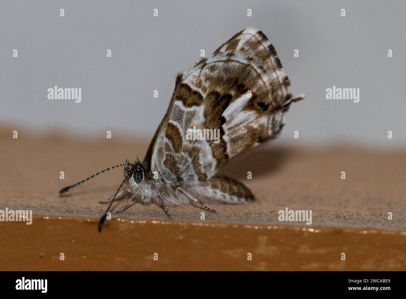 Cacyreus marshalli, Geranium bronze Butterfly Stockfoto