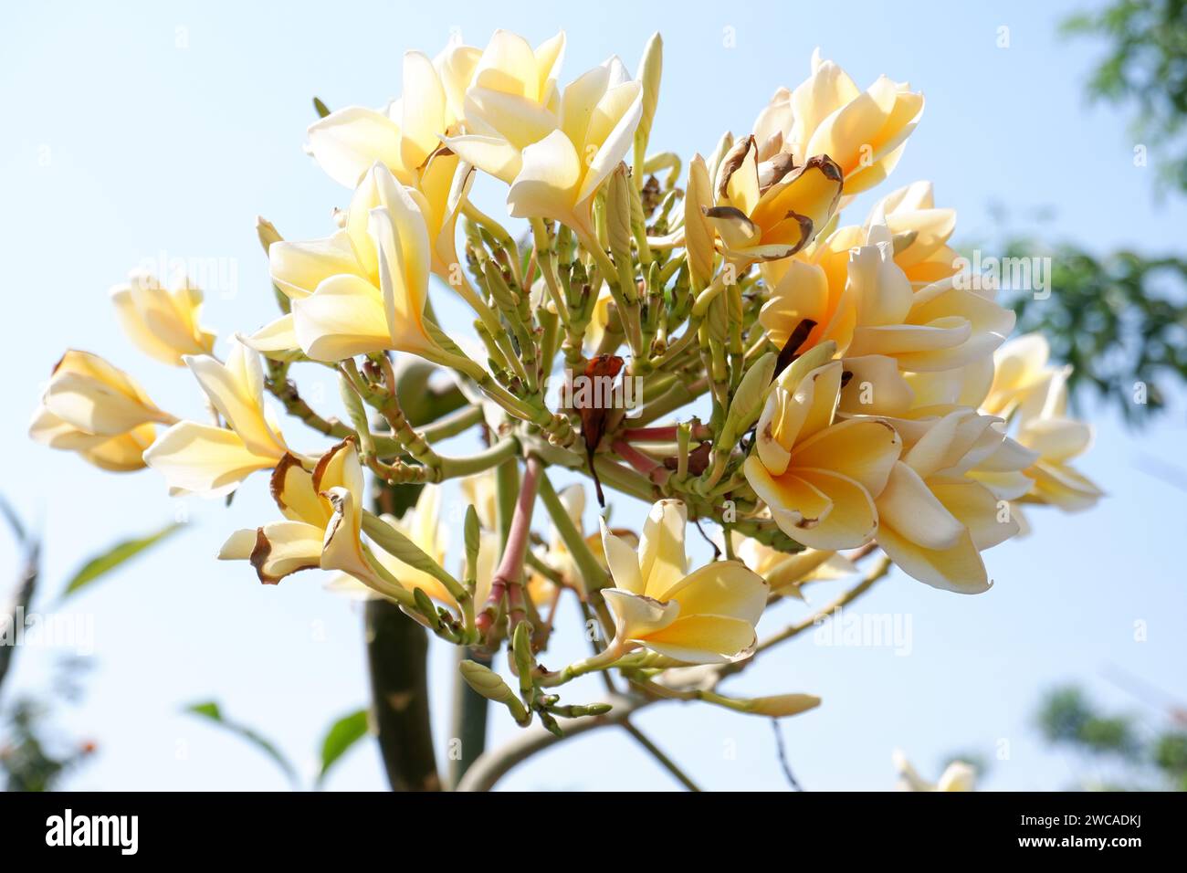 Weiße und gelbe Frangipani-Blüten Stockfoto