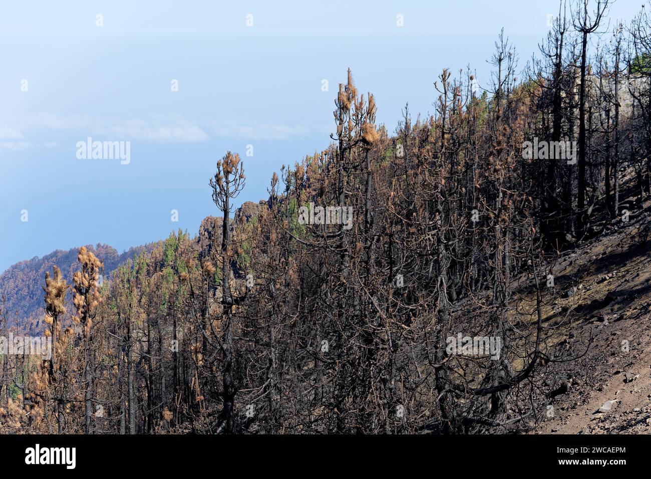 Verbrannter Wald. Dunkles Land und schwarze Bäume durch Feuer. Waldbrand. Klimawandel, Ökologie und Land Stockfoto