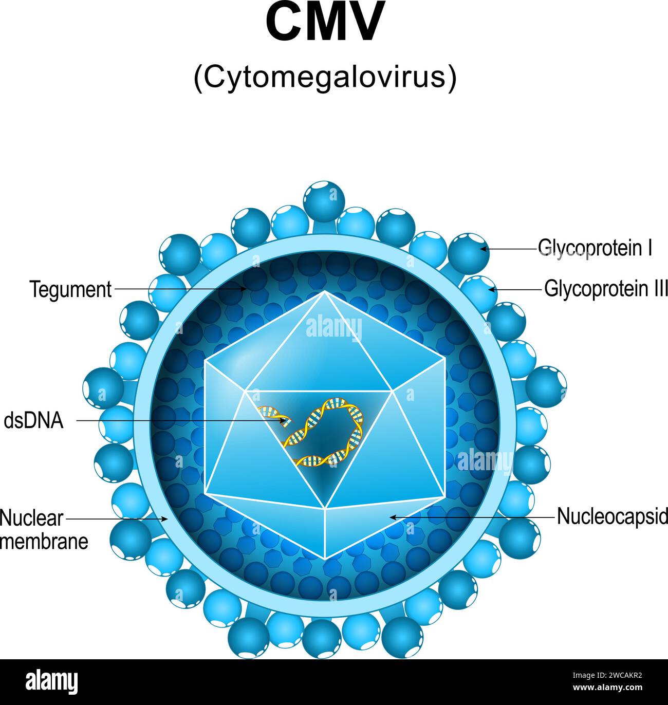 Cytomegalievirus. CMV-Struktur. Nahaufnahme einer Virion-Anatomie. Vergrößert von Viruspartikeln, die Mononukleose und Pneumonie verursachen. Vektordiagramm Stock Vektor