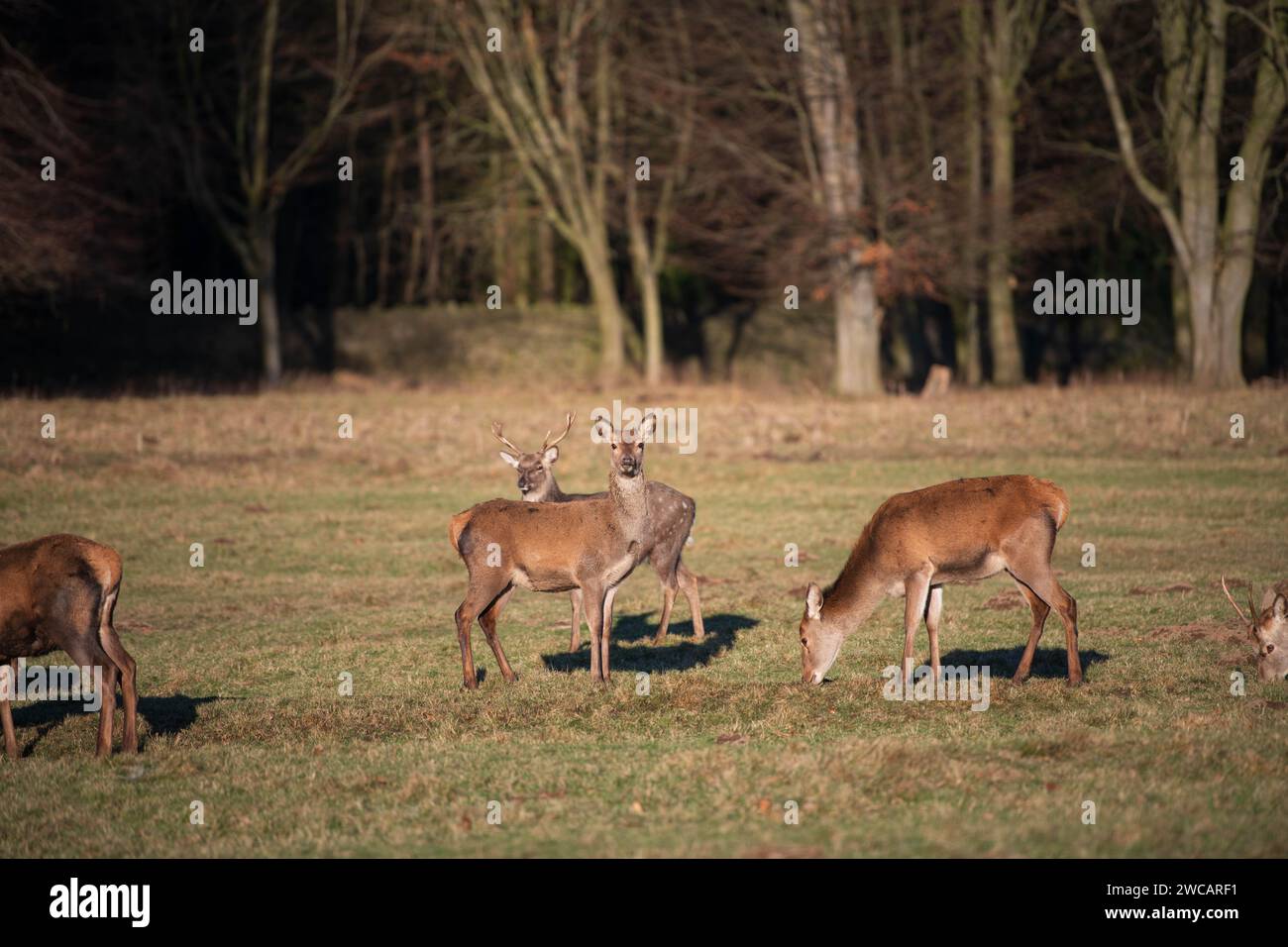 Ripon, North Yorkshire, 15. Januar 2024. Wilde Hirsche bewegen sich frei im Studley Royal Dear Park an einem frischen Januarmorgen. Quelle: Michael Jamison/Alamy Live News Stockfoto