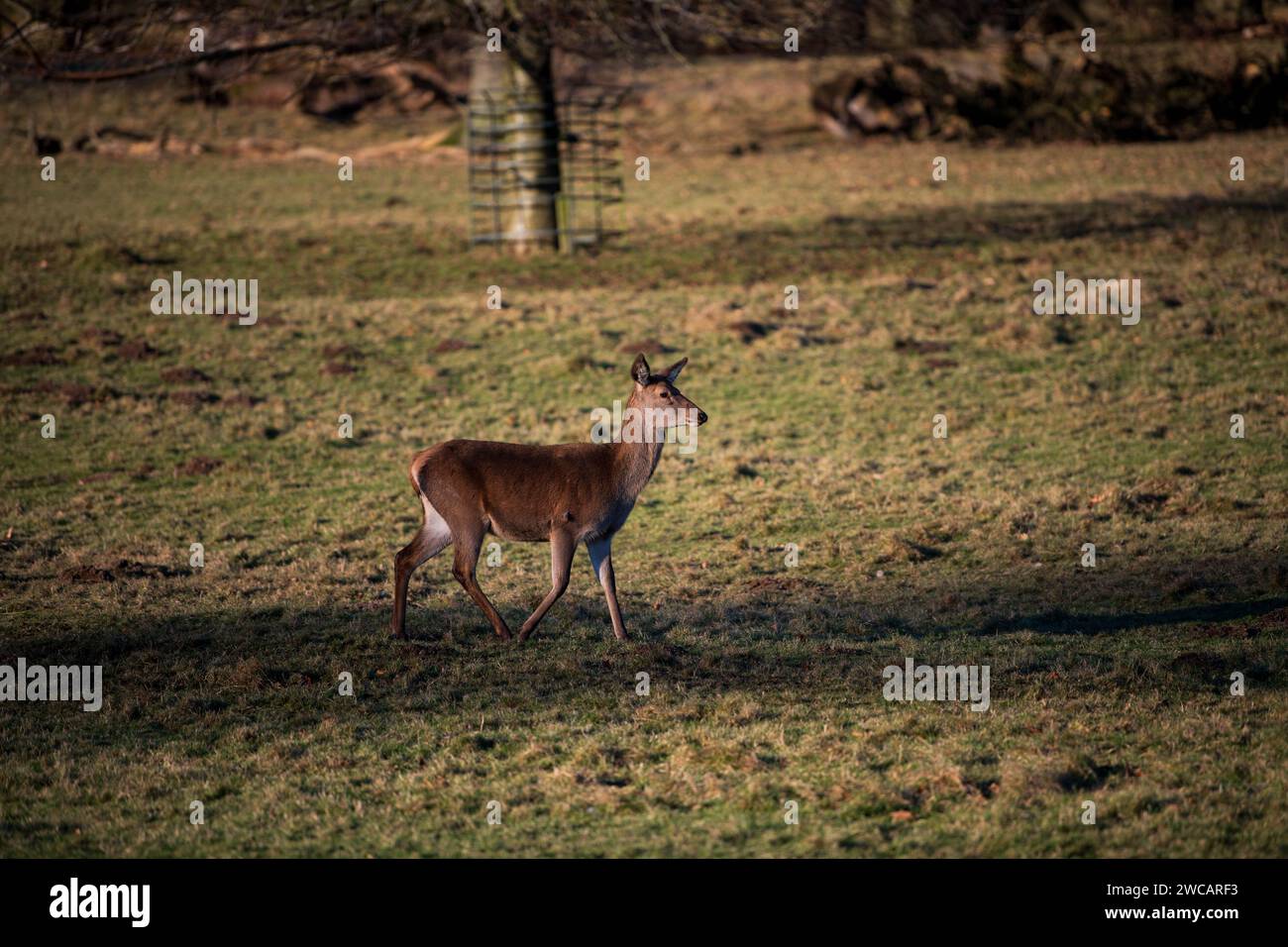 Ripon, North Yorkshire, 15. Januar 2024. Wilde Hirsche bewegen sich frei im Studley Royal Dear Park an einem frischen Januarmorgen. Quelle: Michael Jamison/Alamy Live News Stockfoto
