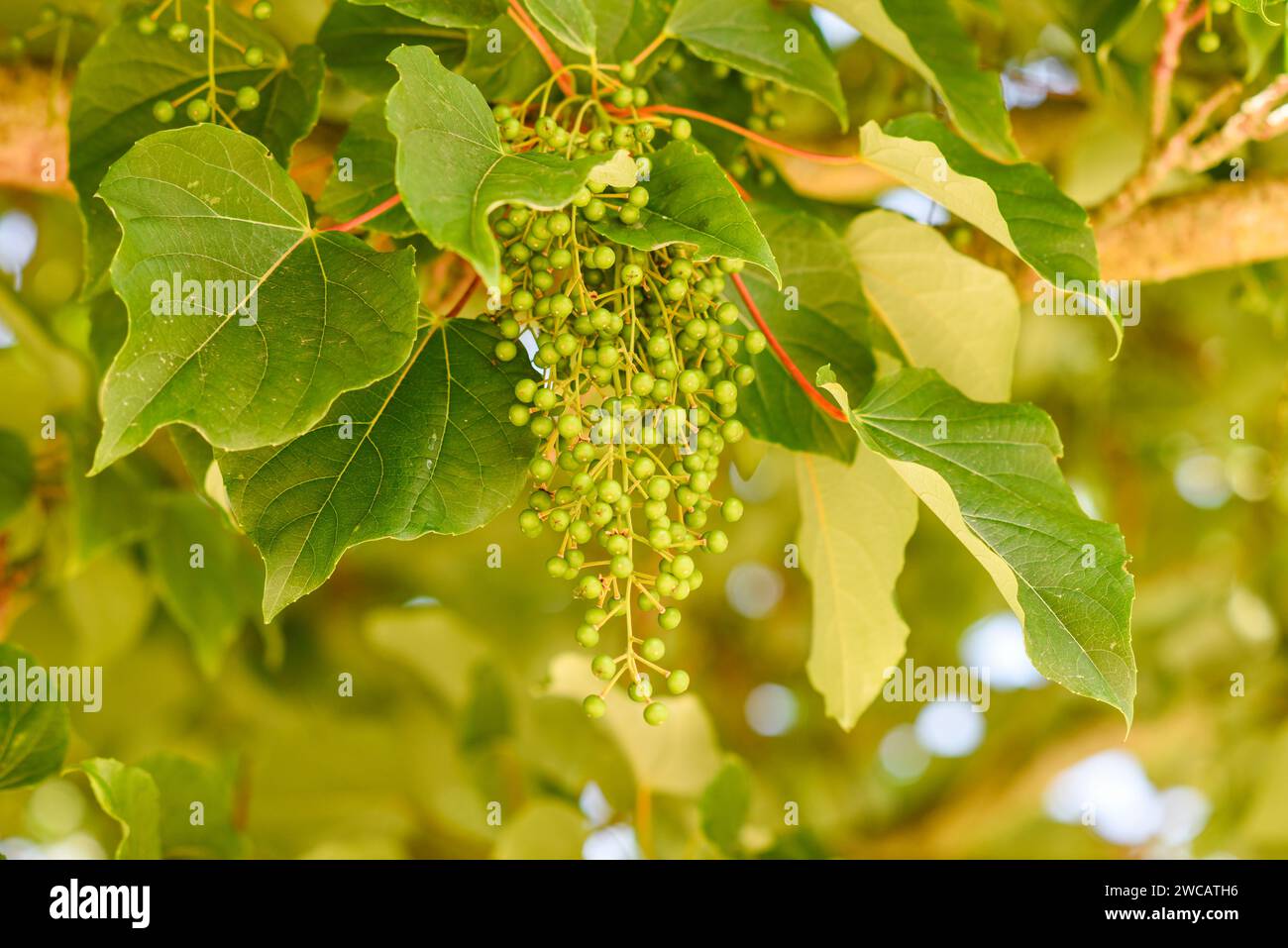 Früchte einer Linde im Sommergarten während der Blüte. Stockfoto
