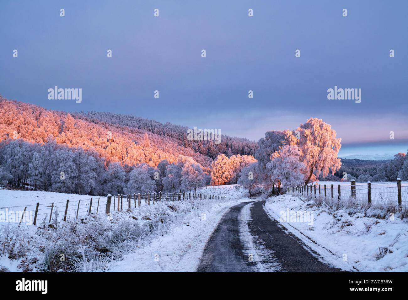 Winter Sonnenuntergang rosa Licht im Schnee. Speyside, Morayshire, Schottland Stockfoto