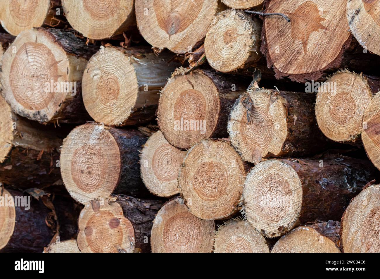 Ein Stapel geschnittener Holzstämme, der auf dem Boden liegt und verschiedene Größen und Längen aufweist Stockfoto