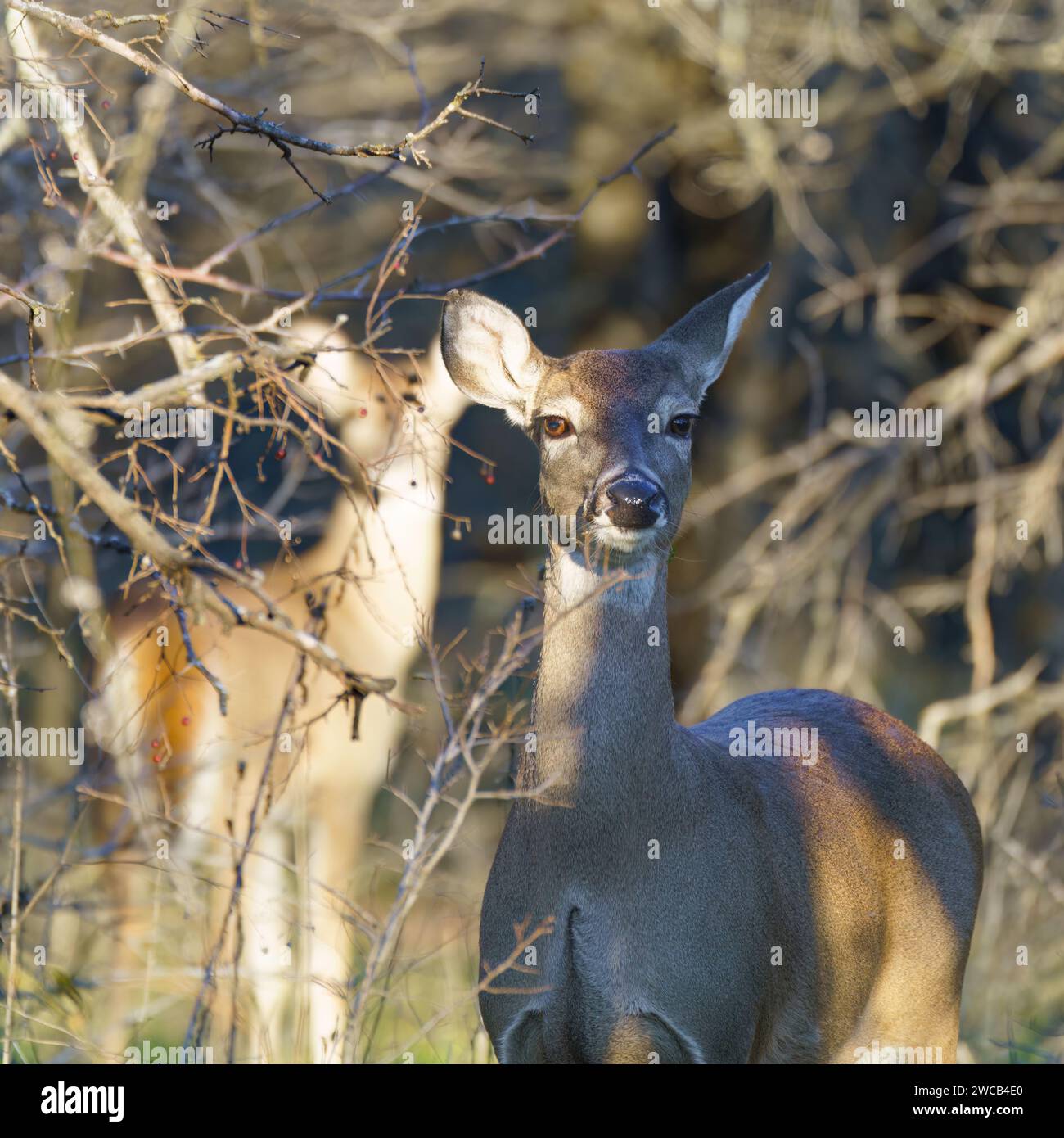 Zwei Weißkopfsegel verstecken sich an einem späten Nachmittag Anfang Januar 2024 in der Nähe von Benbrook Lake, Texas. Das ferne Hirsch ähnelt einem Patronum von Ha Stockfoto