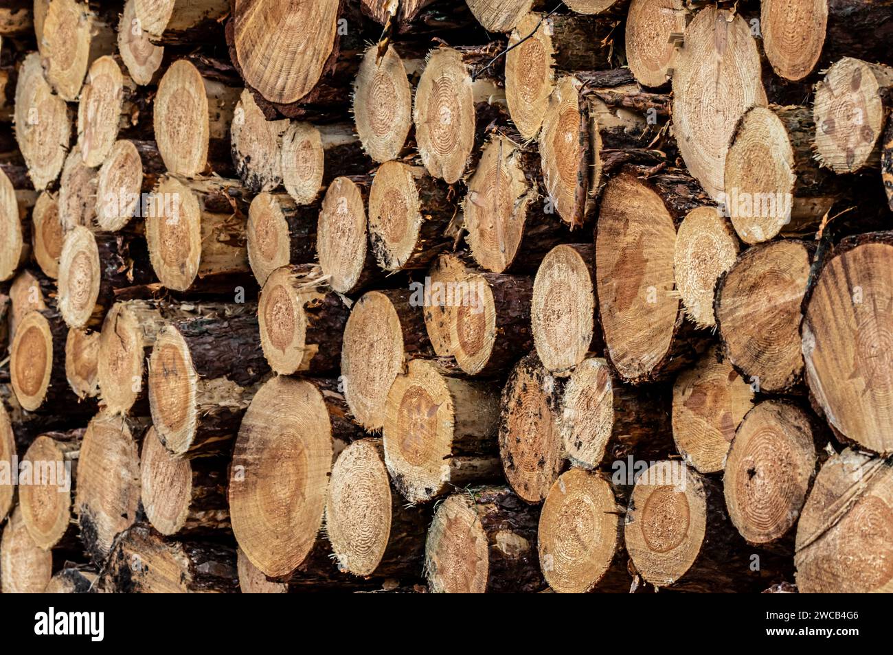 Ein Stapel geschnittener Holzstämme, der auf dem Boden liegt und verschiedene Größen und Längen aufweist Stockfoto