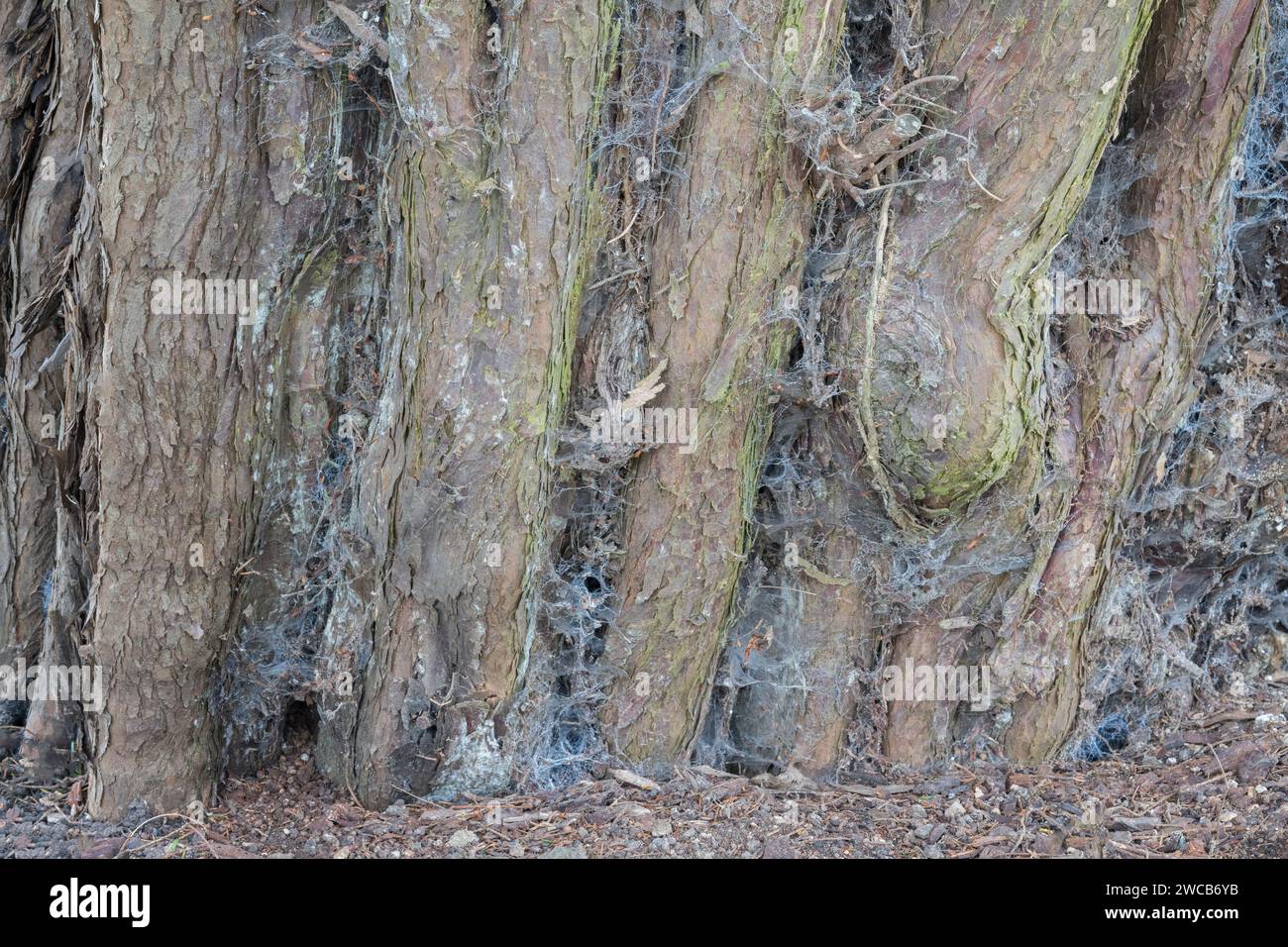 Alte Eibe in der St. Thomas' Church Bedhampton Stockfoto