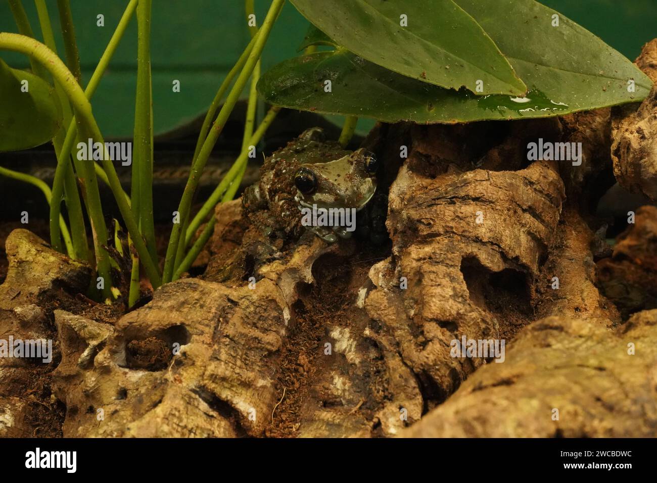 Animals at Amazonia - Ein Ort, an dem wir Tiere aus dem Amazonas Regenwald betrachten, direkt im M&D's Freizeitpark im Strathclyde Park Stockfoto