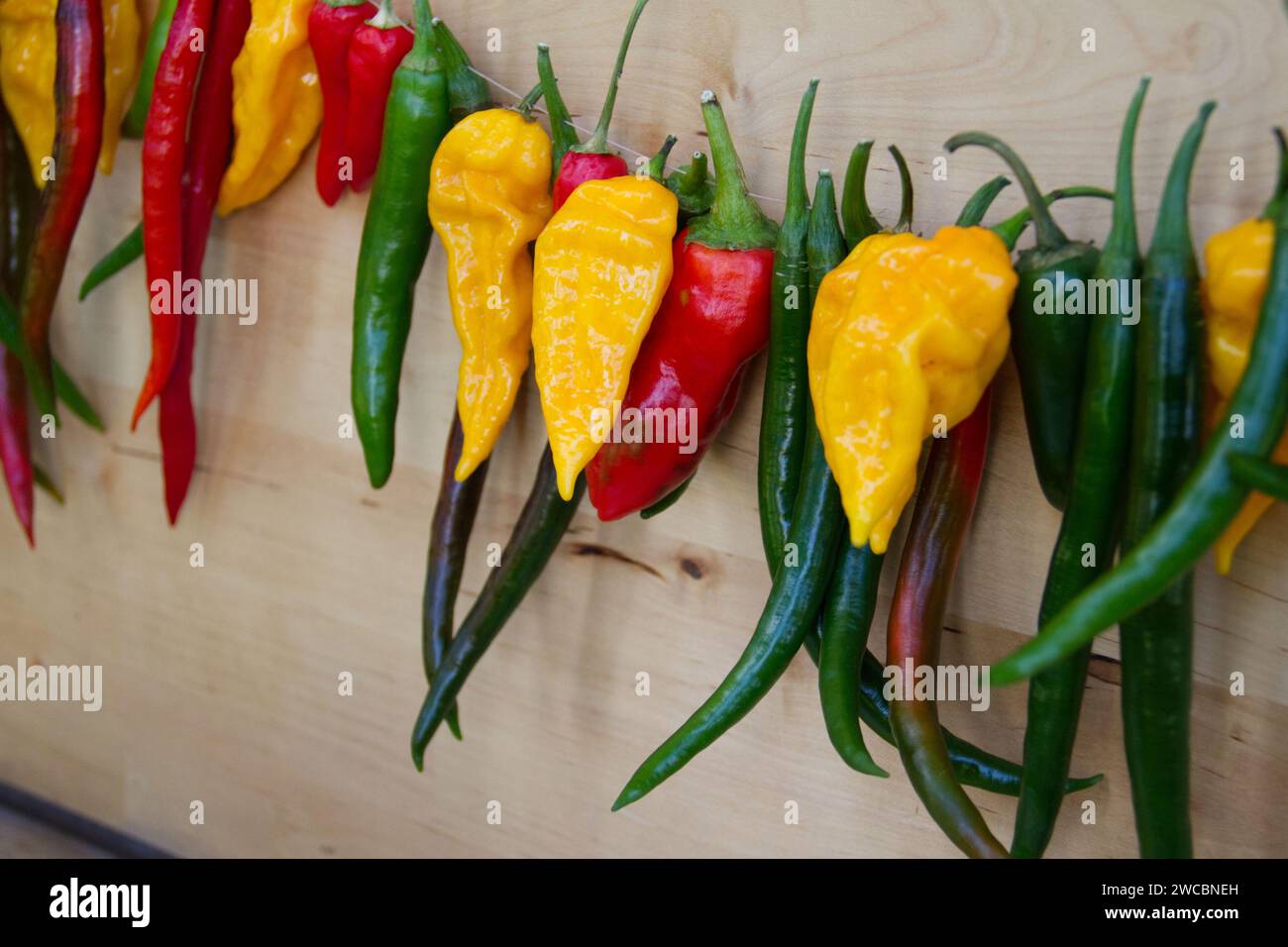 Bunte Pfeffersorten werden in einer Reihe auf einem Bauernmarkt gezeigt. Stockfoto