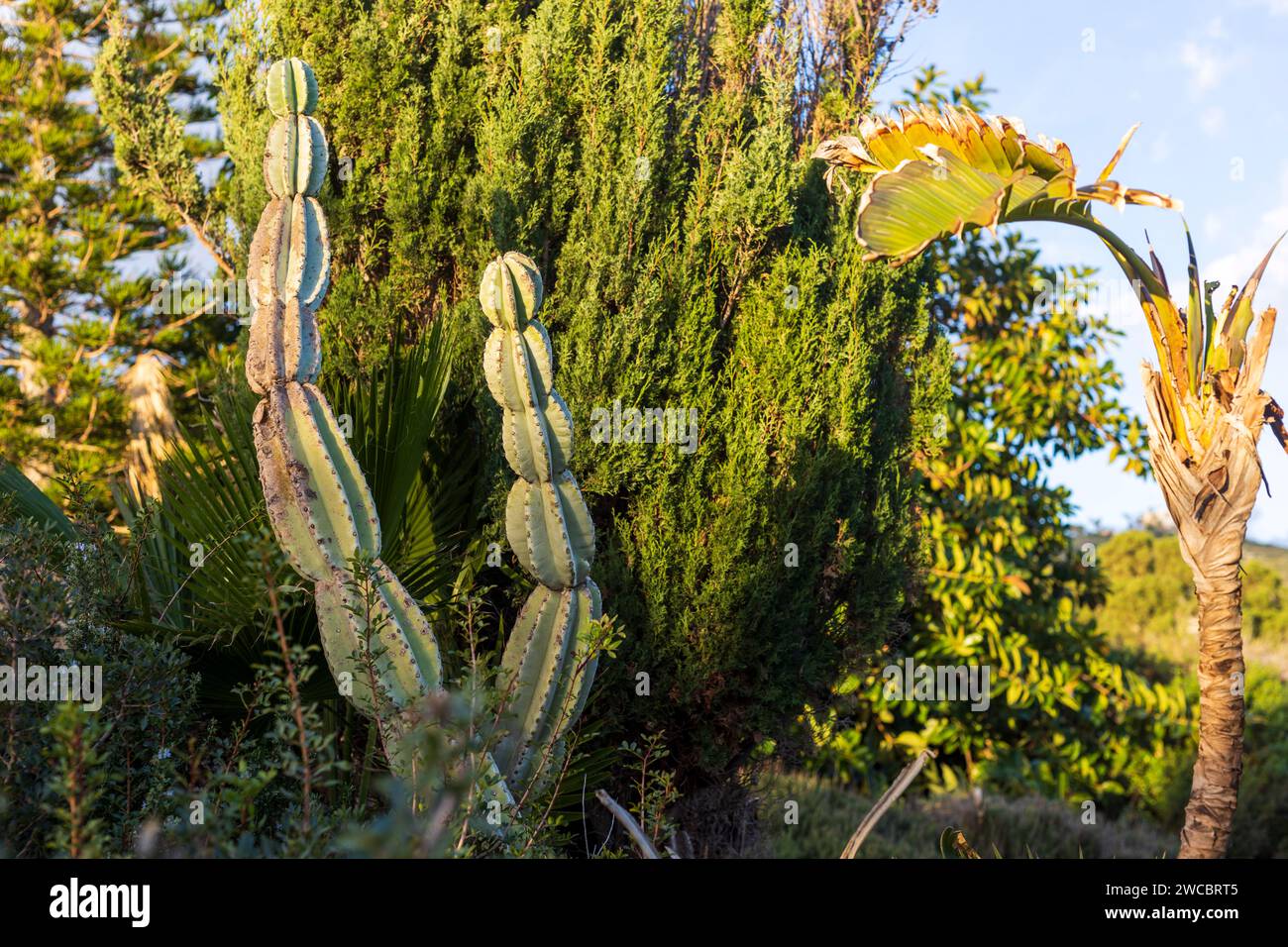 Blick von unten auf einen grossen Stachelbirnen-Kaktus vor einem blauen Himmel. Israel Stockfoto