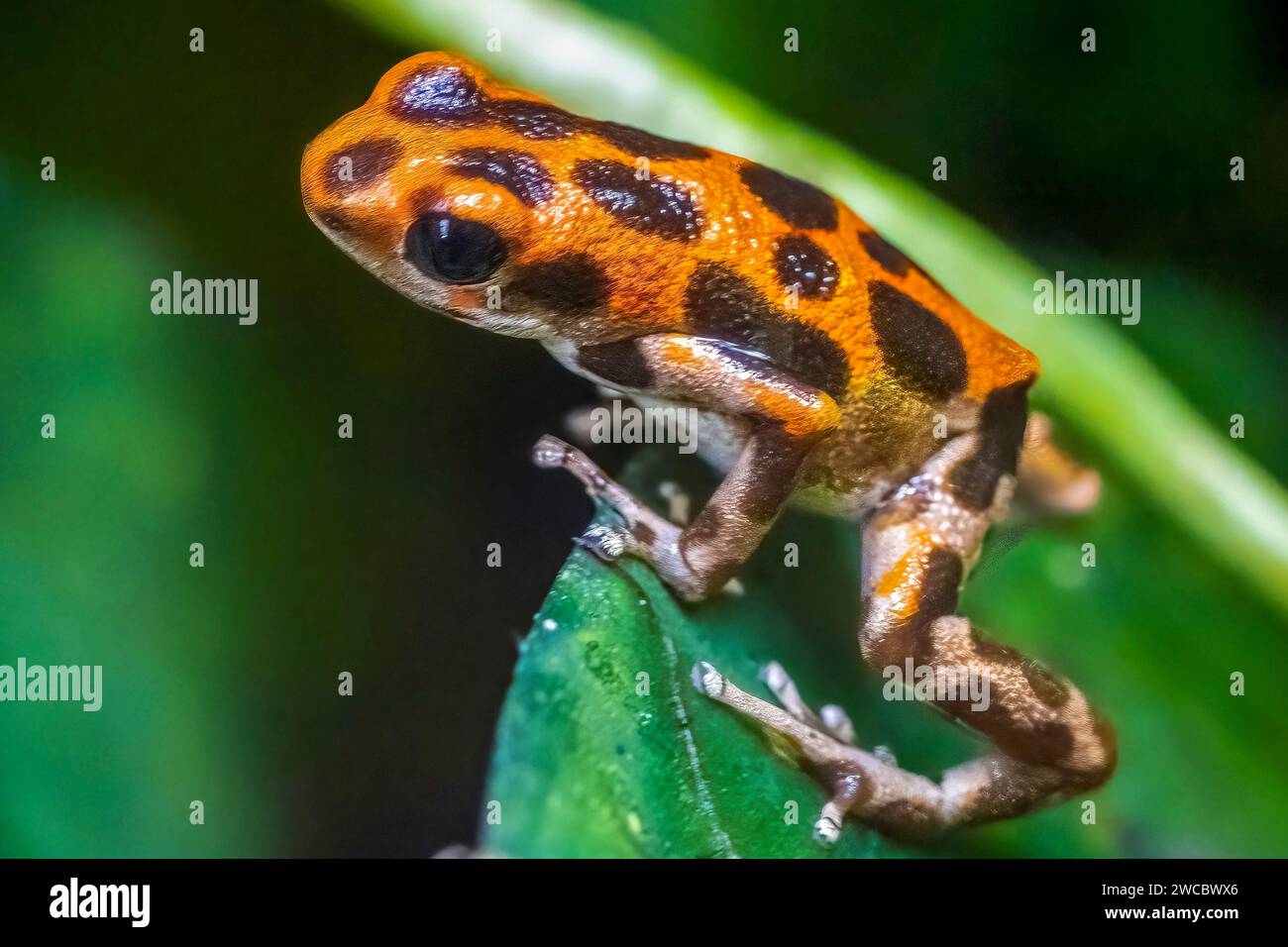 Erdbeer-Dart-Frosch Stockfoto