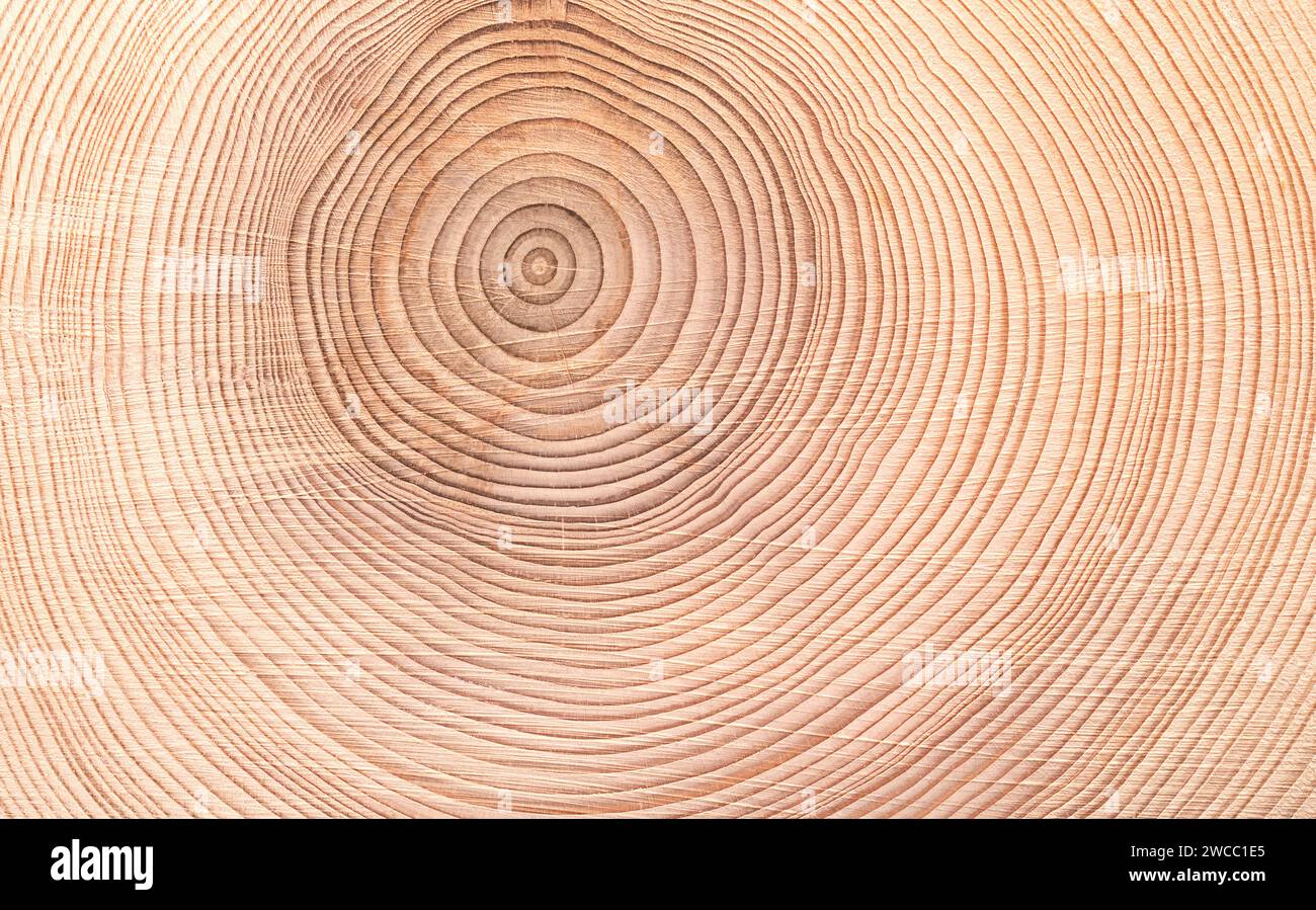 Wachstumsringe einer Fichte, horizontaler Querschnitt, geschnitten durch den getrockneten Stamm einer europäischen Fichte, Picea abies, mit Jahresringen. Stockfoto