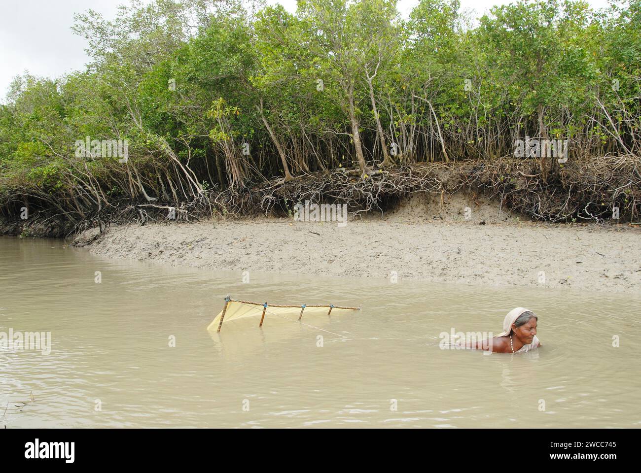 Frauen sammeln Garnelensamen aus dem Salzfluss des Sundarban-Deltas. Unter den Dorfbewohnern herrscht die Armut, dass etwa 60.000 Familien regelmäßig in das brusthohe Wasser der Flüsse von Sundarbans gehen, um nach Garnelensamen (Bagda) zu suchen, wo sie oft Opfer von Haifischbissen werden und Hautkrankheiten fangen. Das Leben in den Sundarbans, dem größten Delta der Welt, dreht sich um den Kampf um das Überleben, sei es um Nahrung, Zuflucht oder um die Flucht vor Menschenfressern. Gosaba, Sundarban, Westbengalen, Indien. Stockfoto